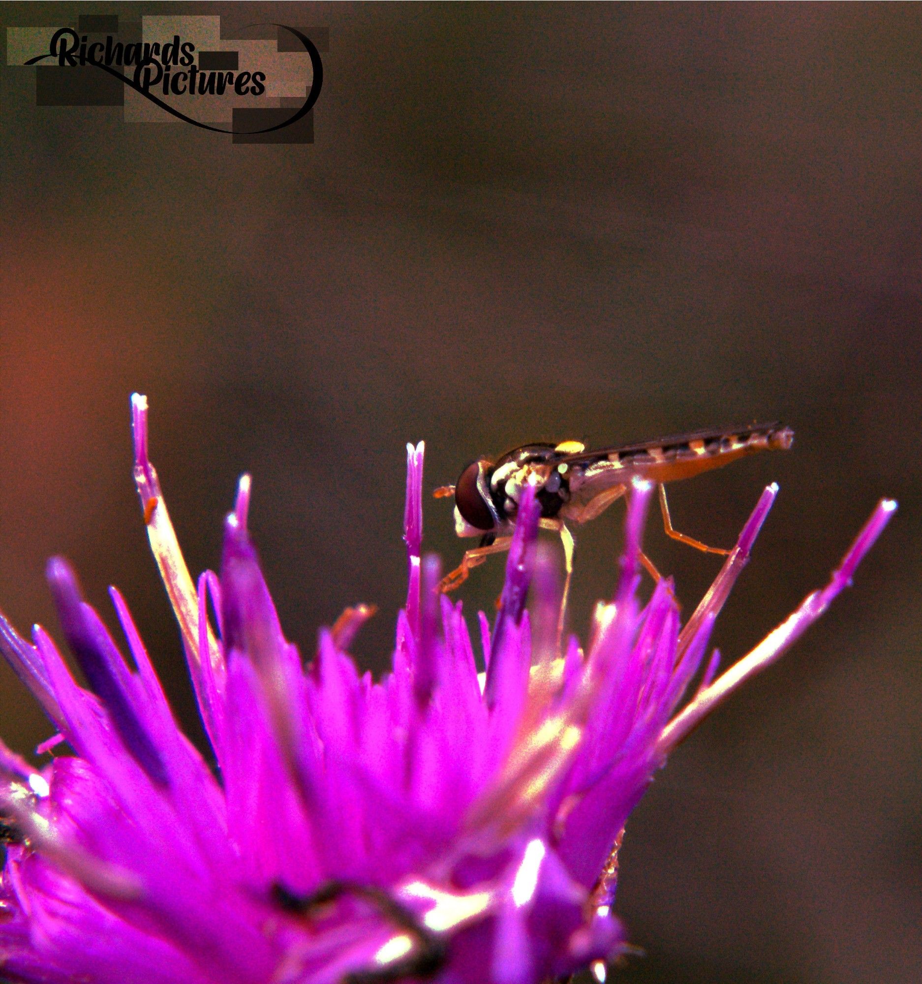 Close up of an insect on a purple flower.
-64mm focal length with a +8 glass macro lens.
-Taken around 16:20
-Cropped the image so the subject is more in focused.
-Adjusted background so the foreground appears brighter.