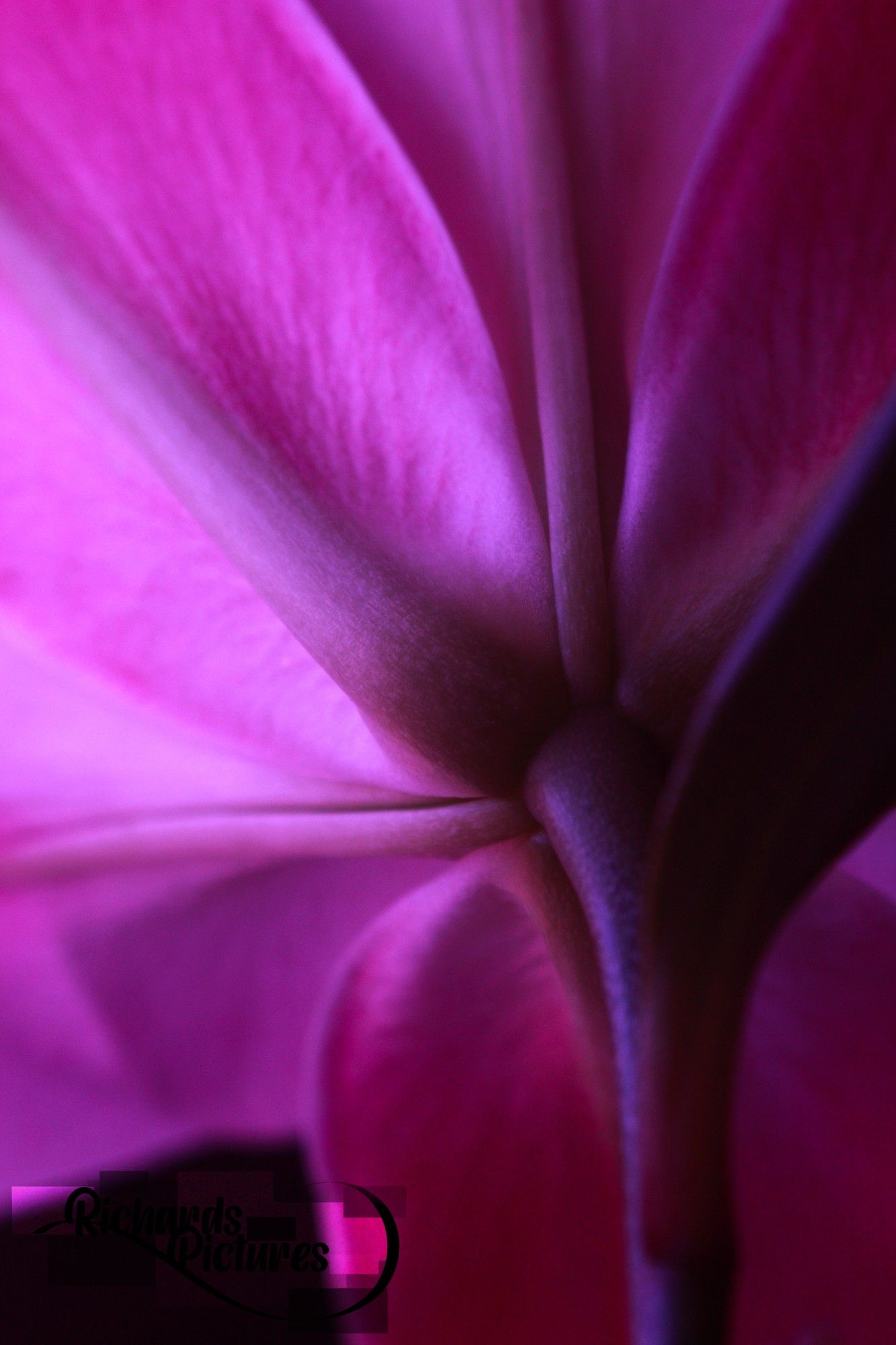 Close-up image of the stem of a pink flower.
-Adjusted the colour contrast of the petals.