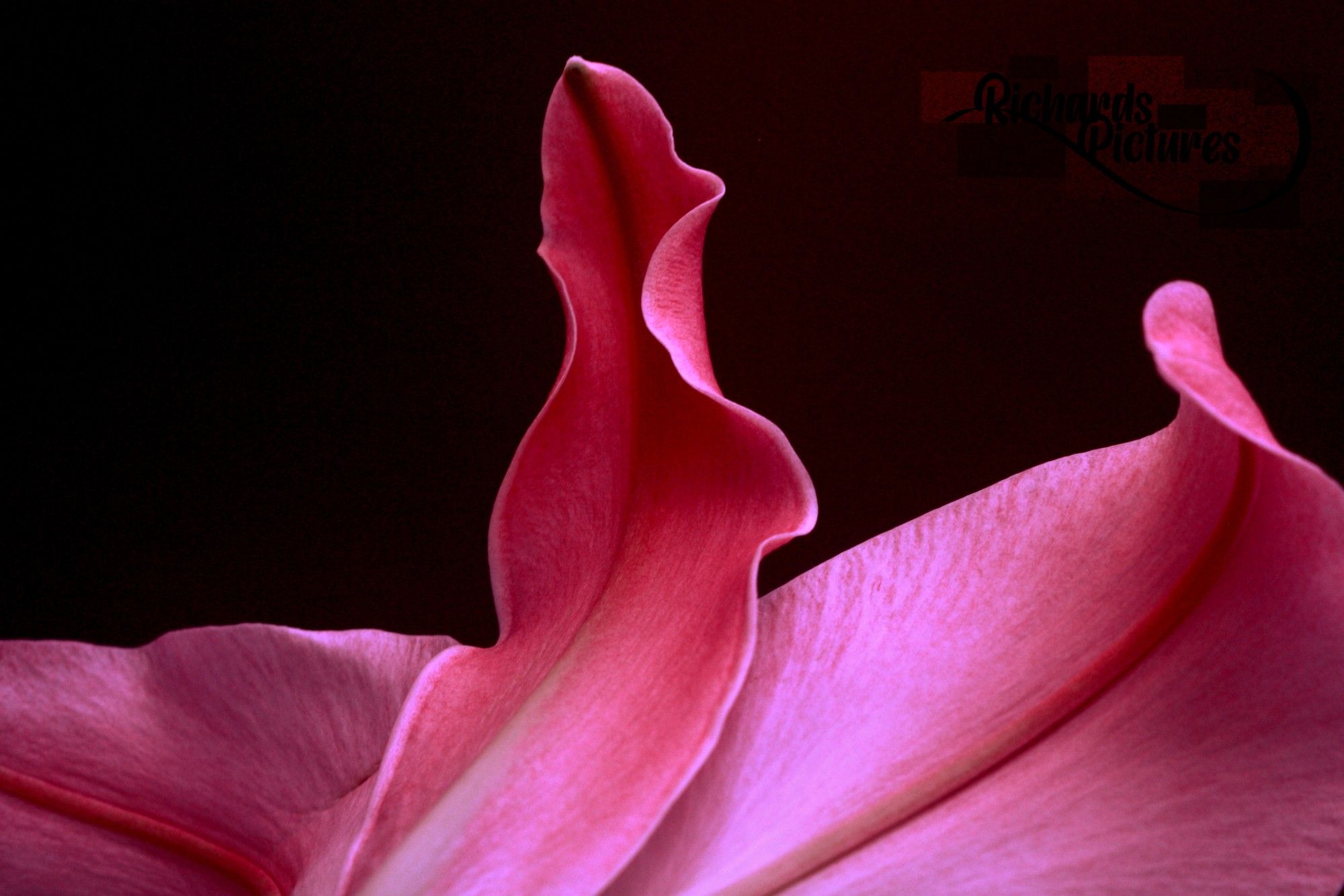 Close up to a pink flower. 
-Used a 21mm extension tube. 
-Rotated the image and increased contrast.