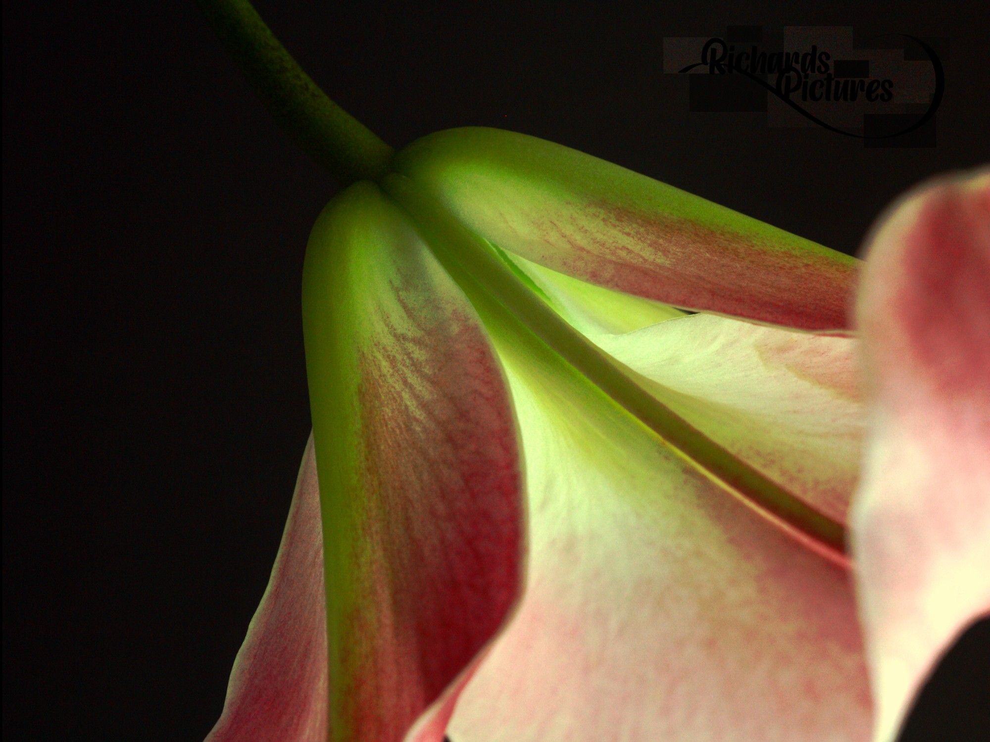 A pink and green flower photo with a black background.
-Used a 21mm extension tube. 
-Adjusted white balance and gave a green hue to the petals.