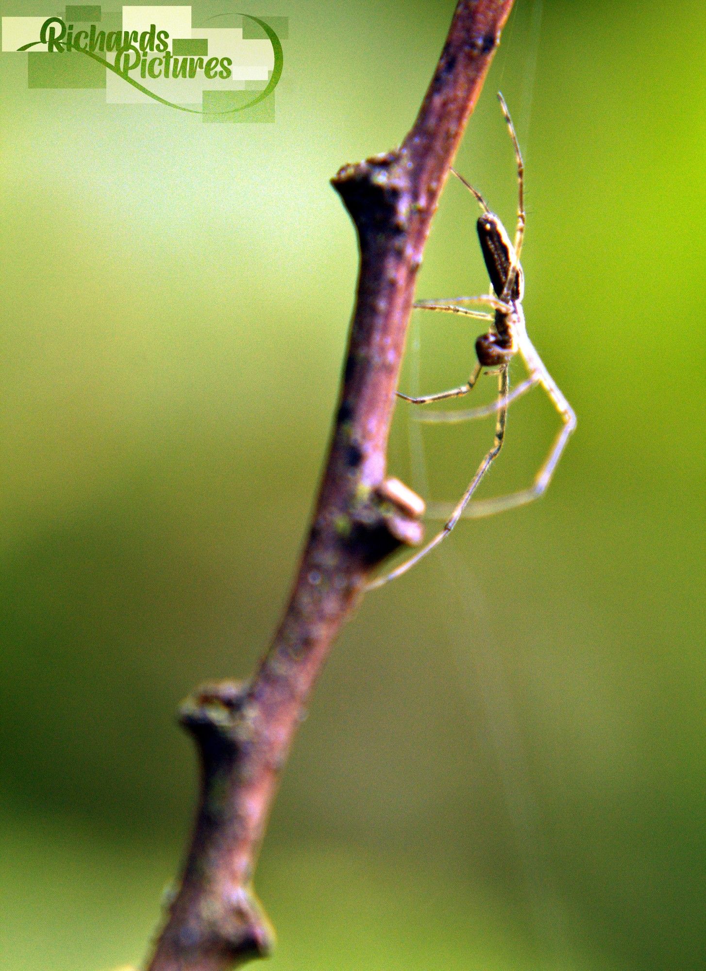 Close-up of a spider on a branch. 
-80mm focal length with a +8 glass macro lens
-Taken around 16:00
-Adjusted contrast and increased colour of the background.