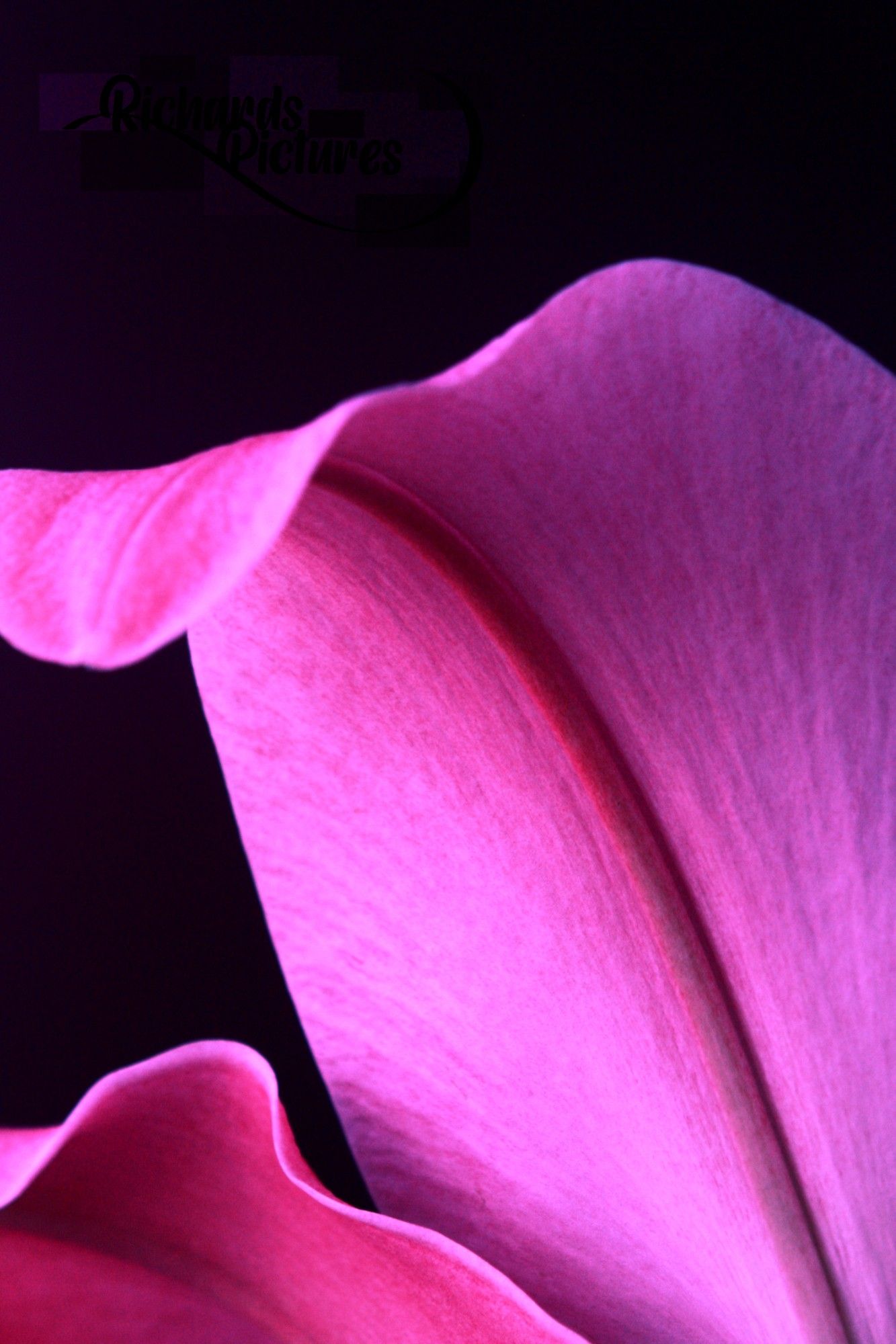 Close-up image of a pink petal. 
-Used a 12mm extension tube with a 28mm to 90mm lens. 
-Added a pink hue to the image and adjusted light levels of the petals.