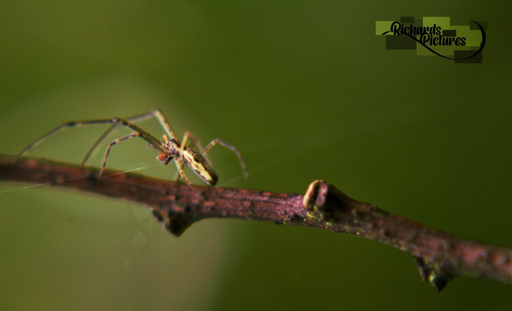 Close-up of a spider on a branch. Landscape view.
-75mm focal length with a +8 glass macro lens.
-Taken around 16:00
-Toned down the background and increased light levels of the spider and branch.