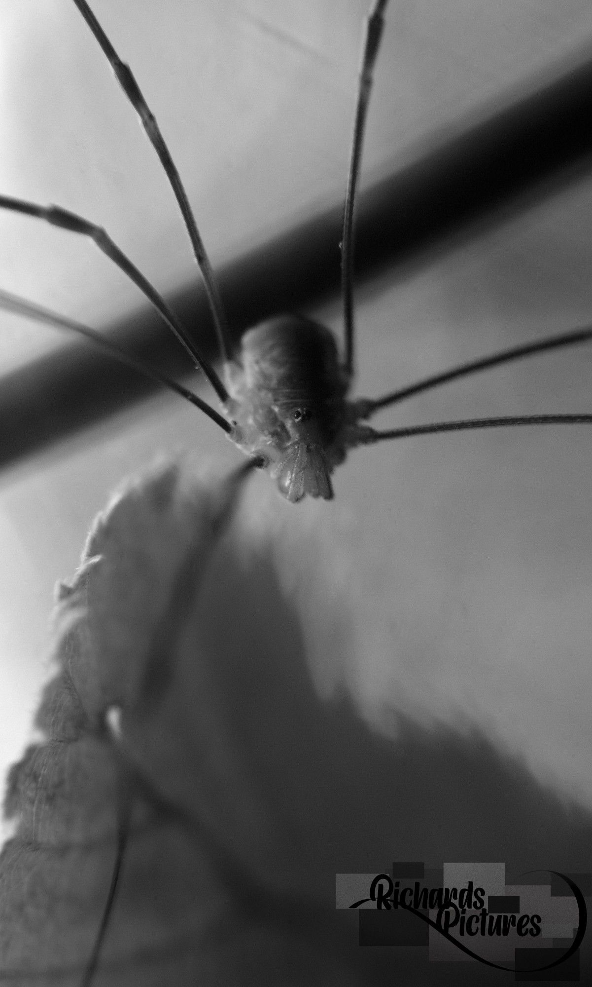 Black and white close up of a spider.
-52mm focal length with a +10 glass macro lens and MACRO glass lens. 
-Taken around 17:00
-Turned the image to black and white and adjusted light levels of the subject.