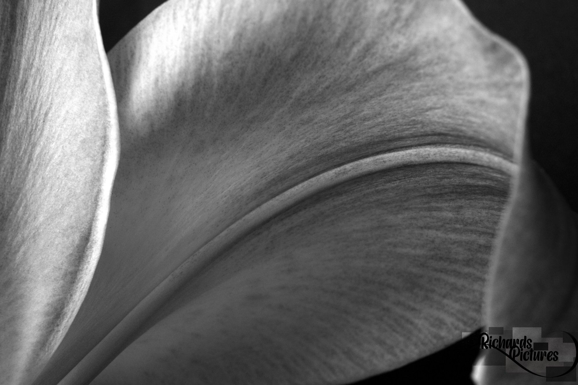 Monochrome macro image of a pink petal.
-Used a 21mm extension tube. 
-Changed the image to black and white and increased brightness.