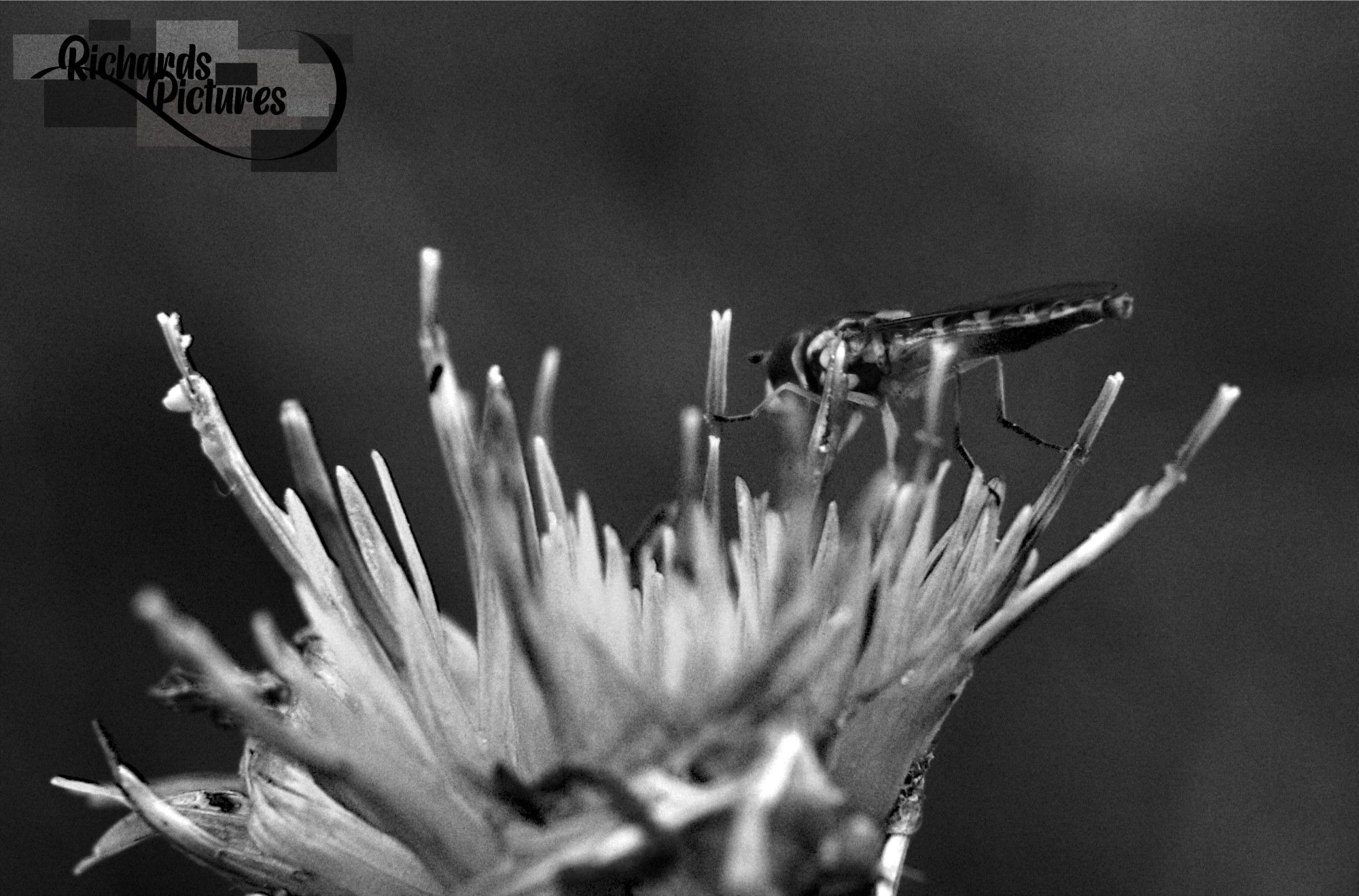 Black and white image of a macro insect. 
-66mm focal length with a +8 glass macro lens.
-Taken around 16:20
-Turned the image to black and white and cropped to remove negative space.