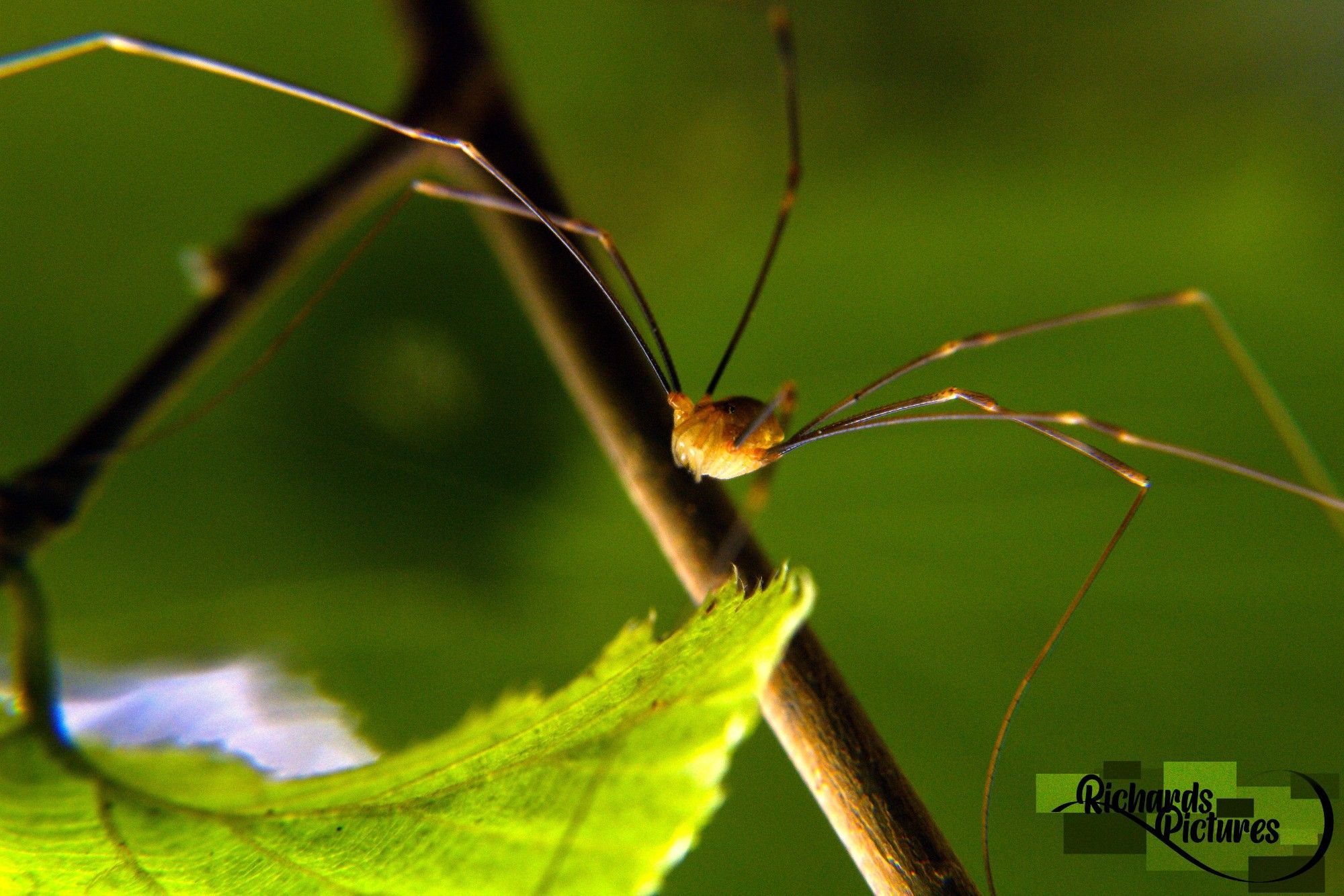 Close up of spider in a forest. 
-28mm focal length with a +10 glass macro lens and MACRO glass lens. 
-Taken around 17:00
-Adjusted contrast and increase colour of the background.