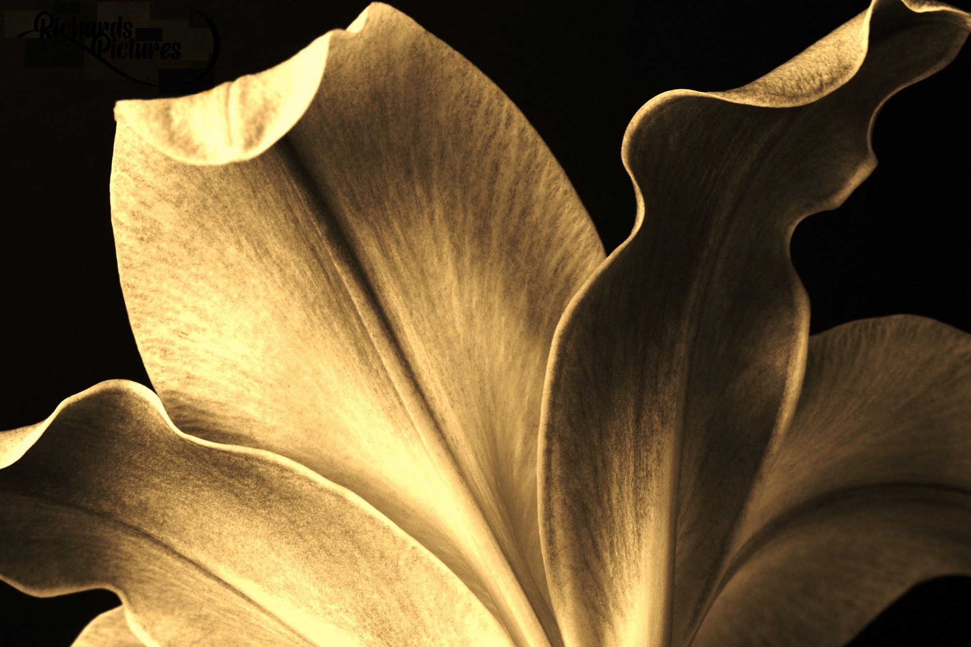 A sepia macro image of a pink flower. 
-Used a glass macro lens with a 28mm-90mm lens.
-Added a sepia filter to the image and adjusted lighting.