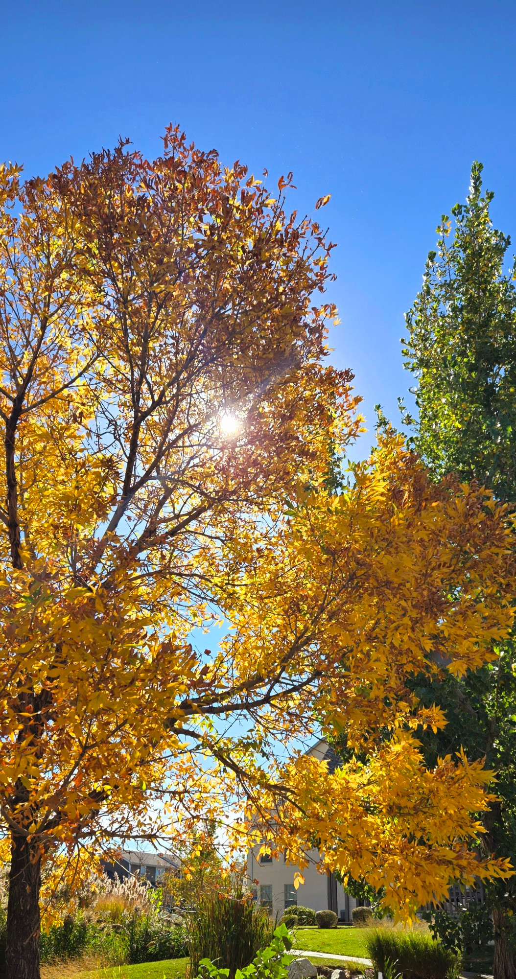 bright yellow leafy tree and sun light shining through the branches, green lawn and trail at base of picture