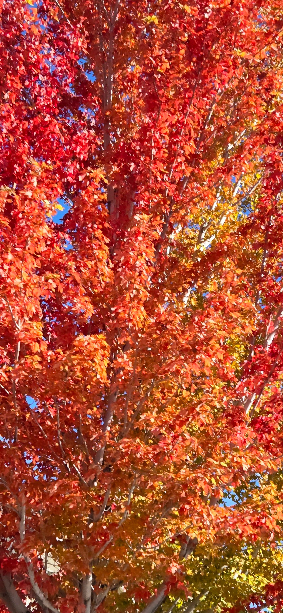 Bright orange and yellow leaves on a tall, full tree