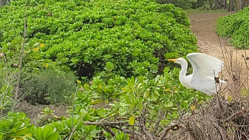 An egret about to fly. Its surrounded by naupaka bushes on a sandy trail close to the shore. 