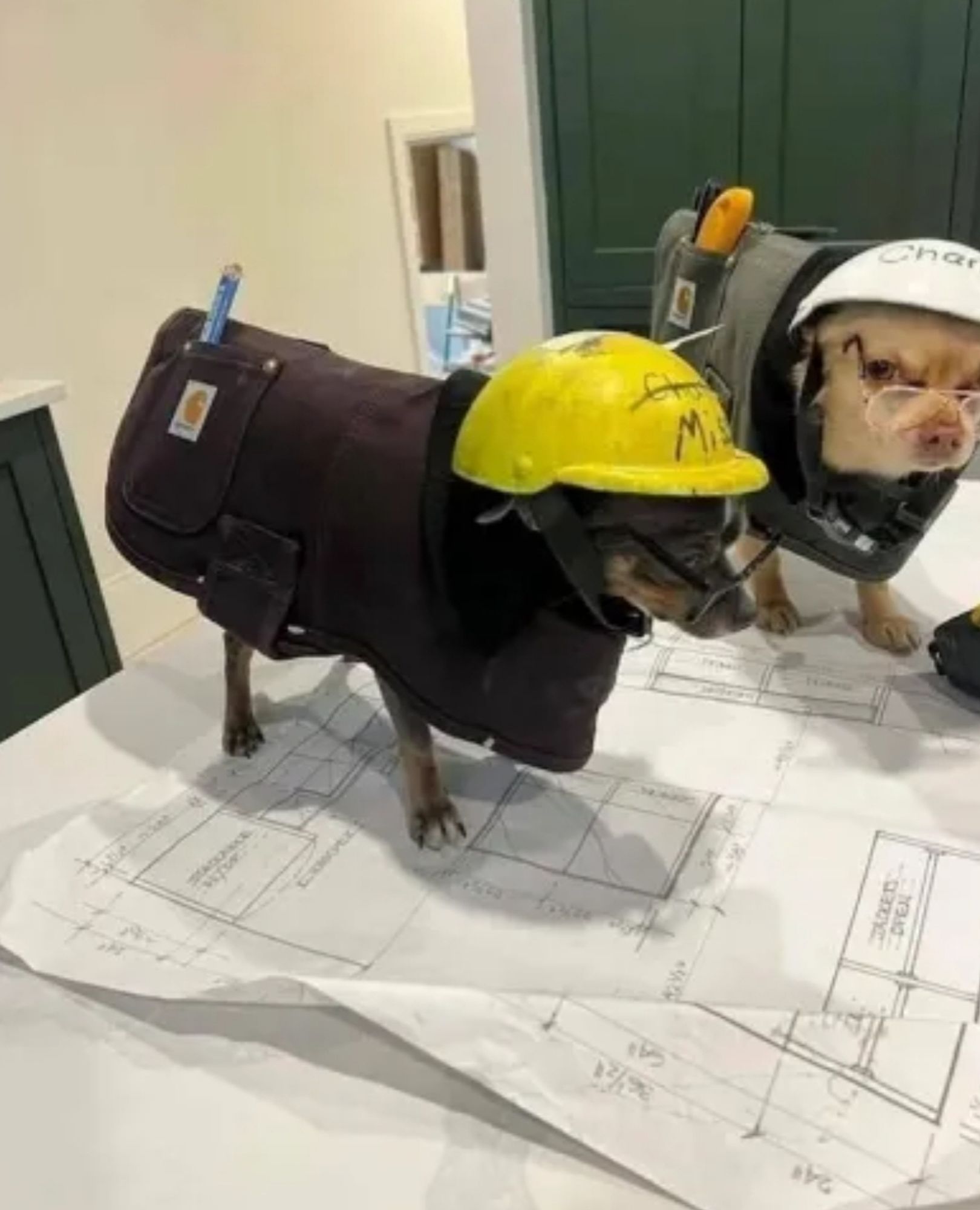 Chiens faisant une réunion de chantier