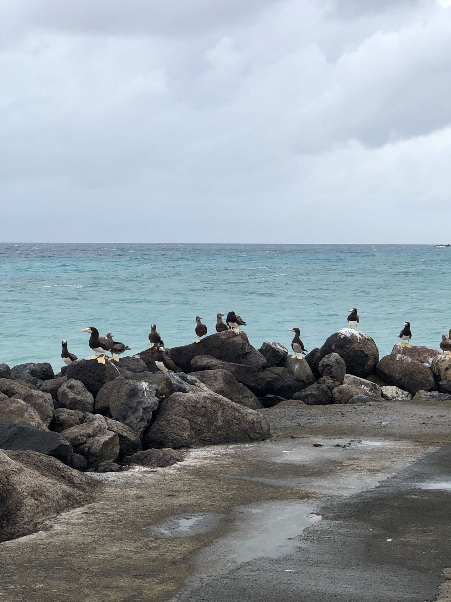 Yellow-footed boobies (beach penguins) just chillin’