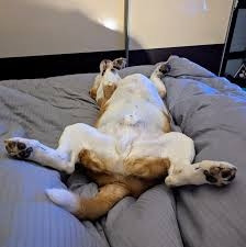 Picture of a dog reverse splooted on bed, taken from Google.