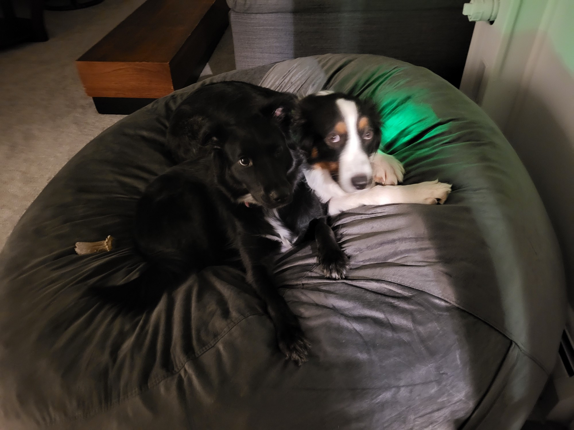 My dogs Luna and Cosmo sitting in a bean bag, Cosmo slightly blurry because he never sits still.