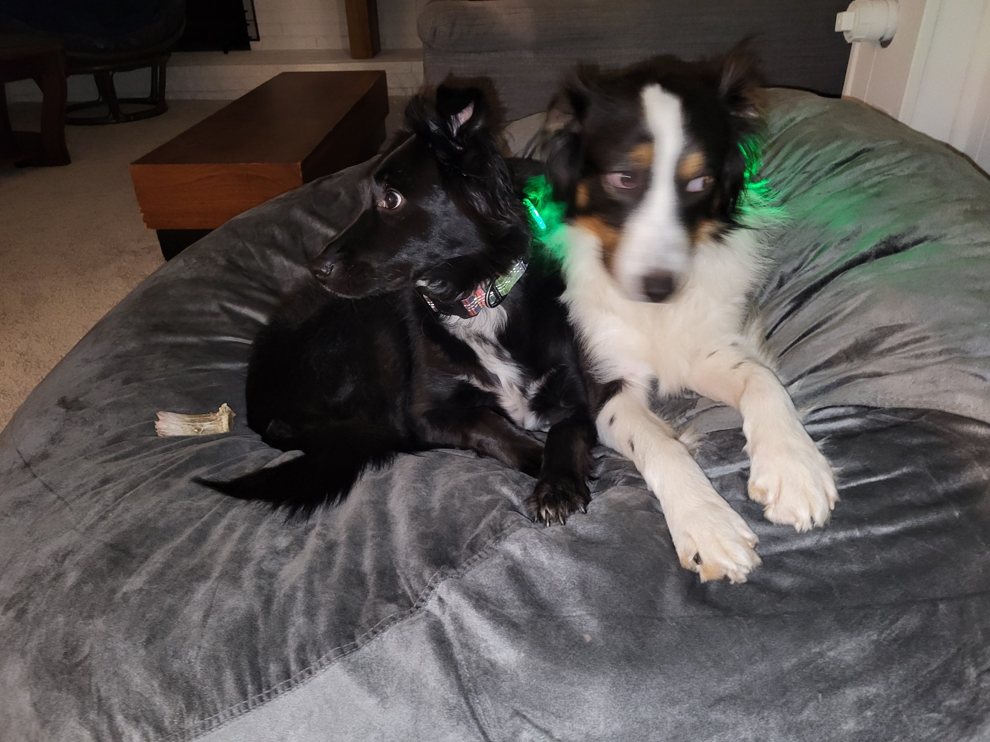 My dogs Luna and Cosmo sitting in a bean bag, Cosmo slightly blurry because he never sits still.