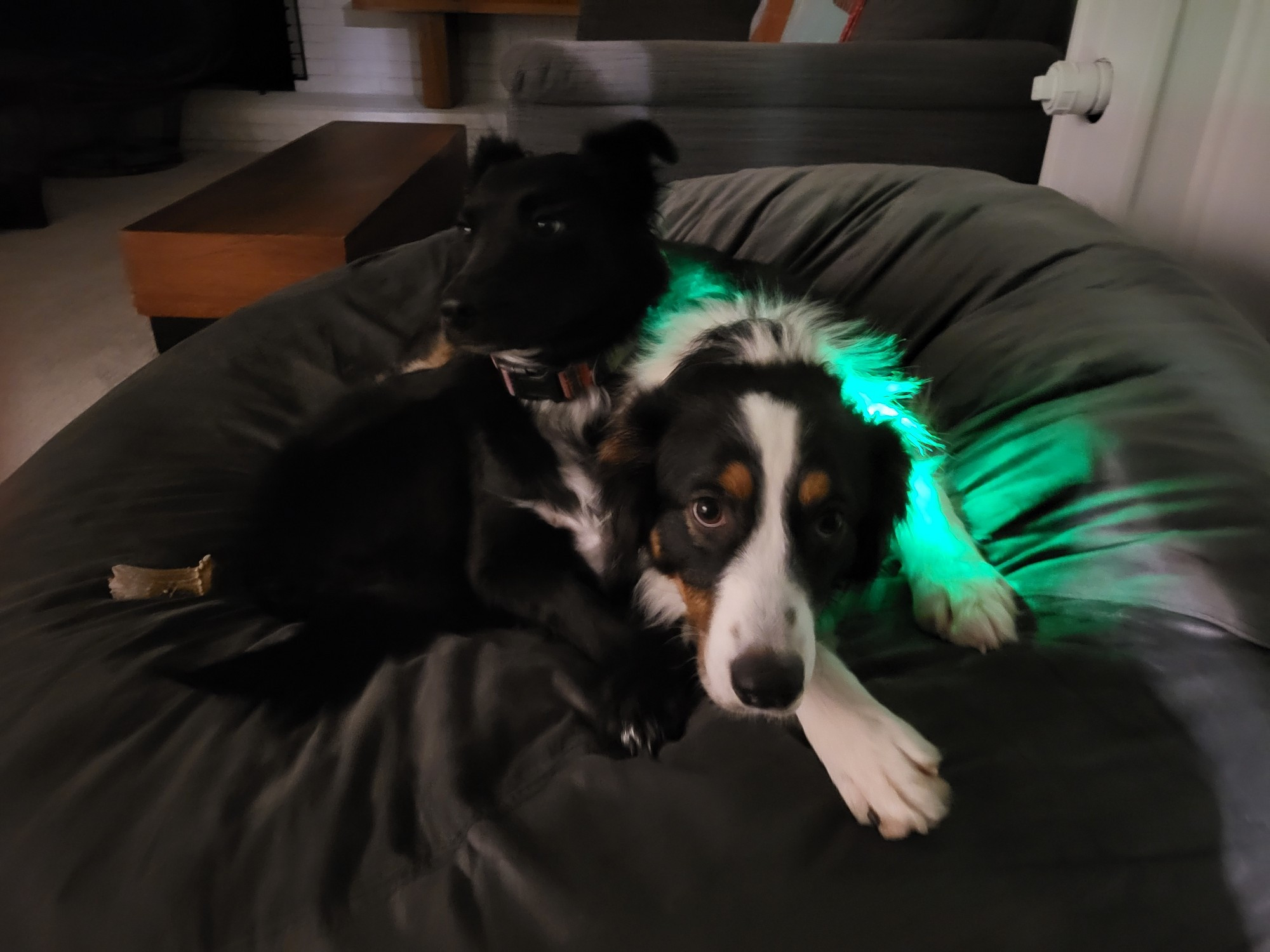 My dogs Luna and Cosmo sitting in a bean bag, Cosmo slightly blurry because he never sits still.