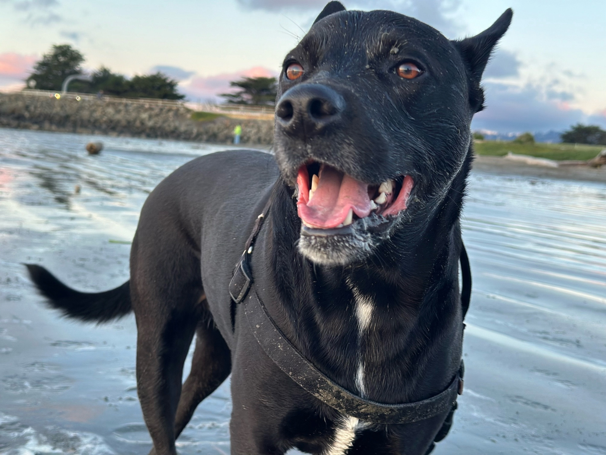 A large black dog with an open mouth and alert, happy face stands on a beach.