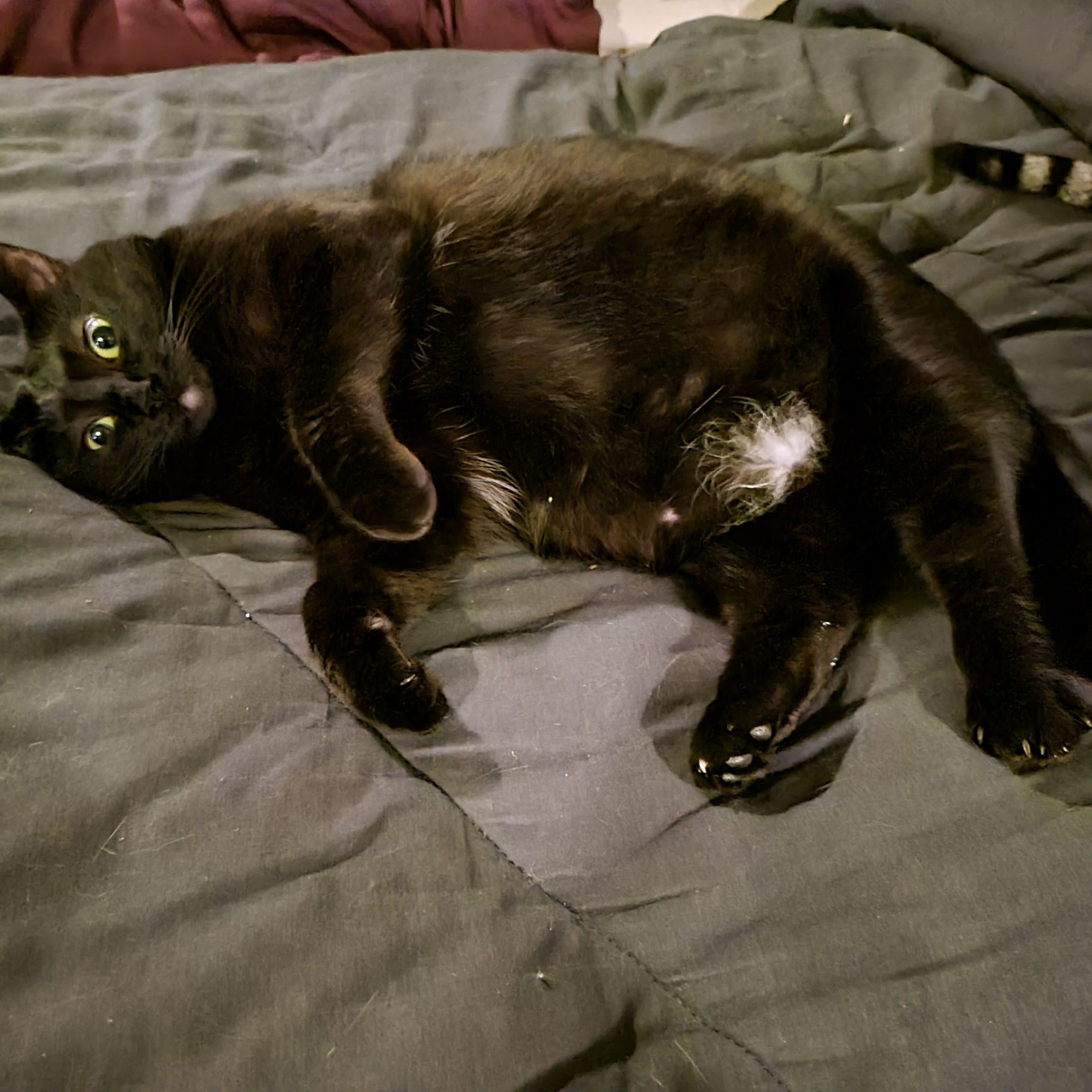 Wumpus, a black cat, laying on a black blanket. She is on her side exposing her belly and small, white bikini patch.