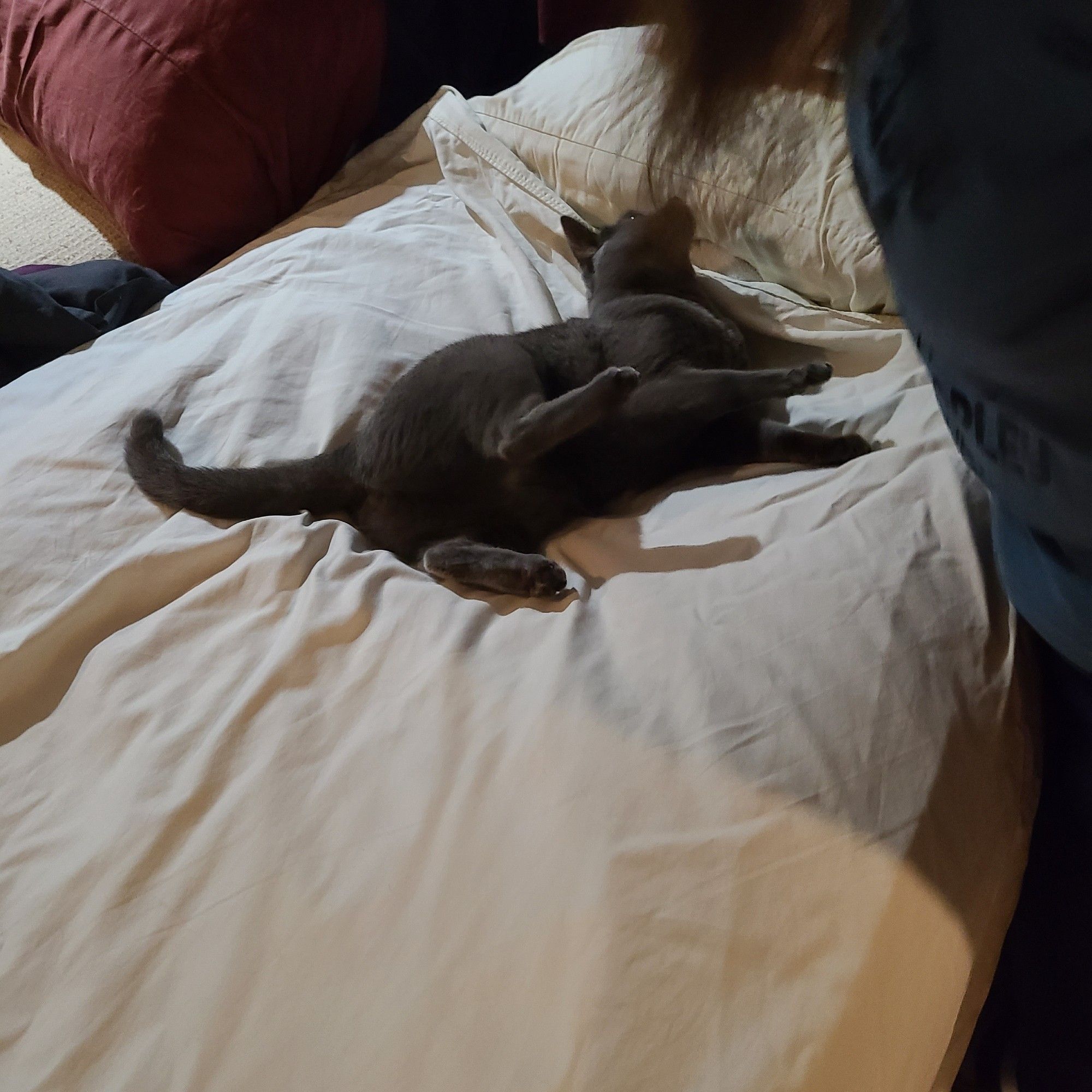 Kitty, a gray cat, laying on her side. A woman with long brown hair leans over her. Kitty is playing with the woman's hair.