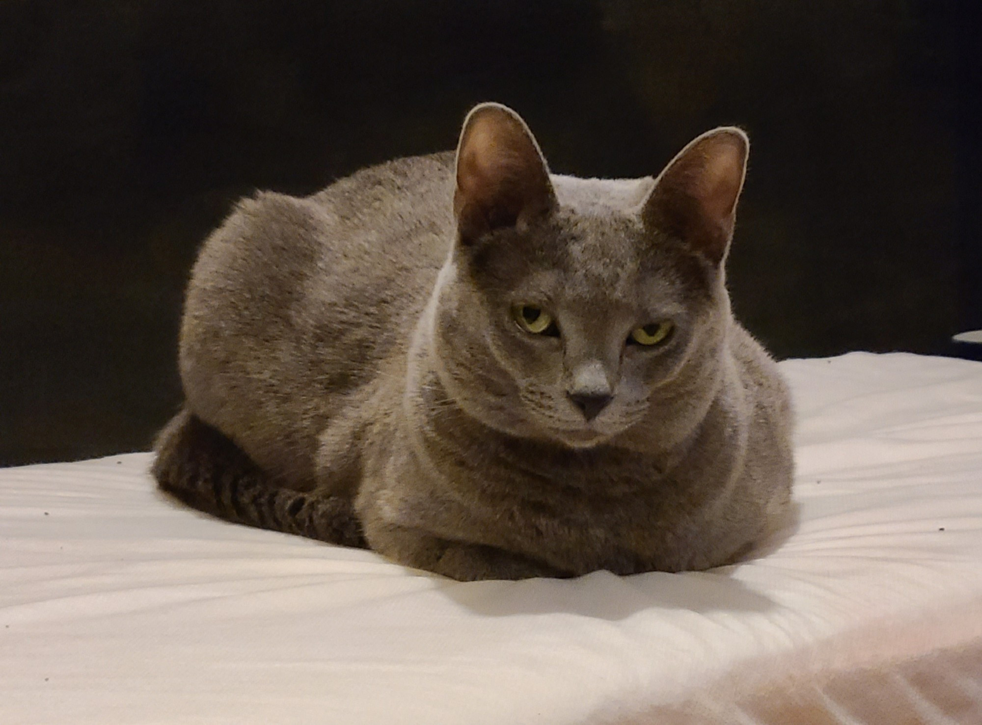 Kitty, a gray cat, sitting on a white cushion in front of a black wall. She is in loaf position and is giving the camera a stern look.