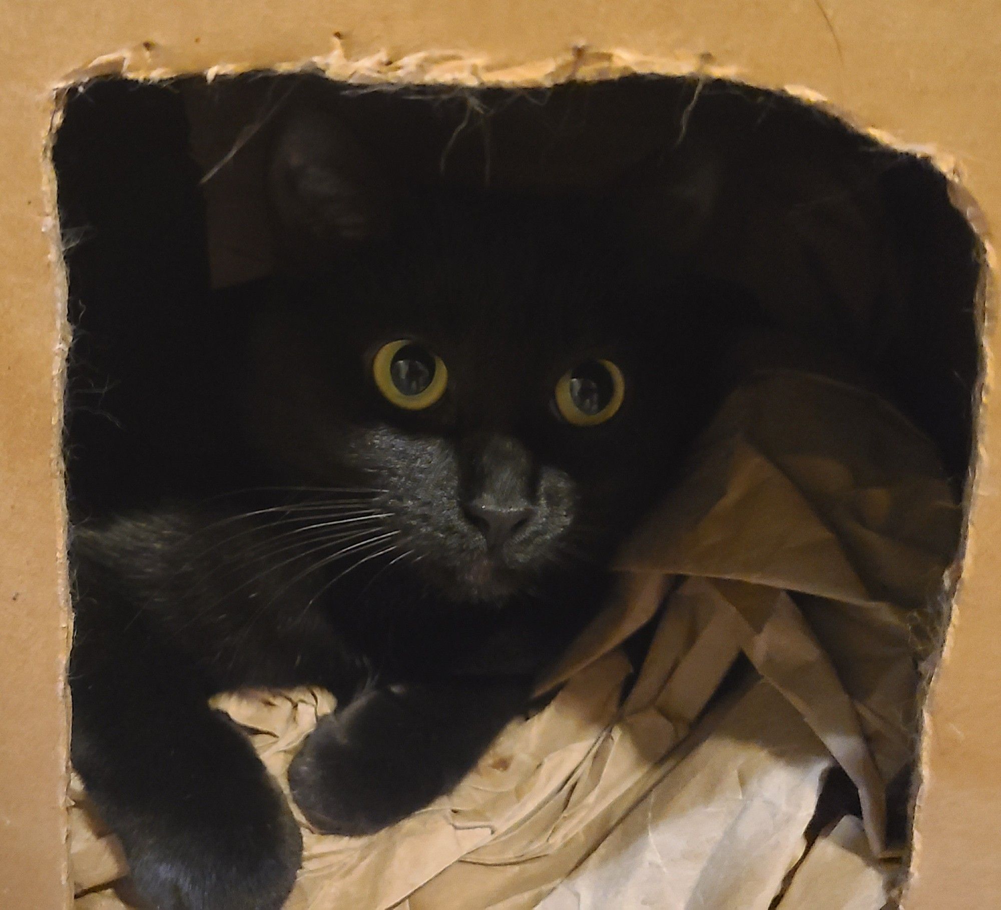 Wumpus, a black cat, hiding in a cardboard box with a padding of packing paper