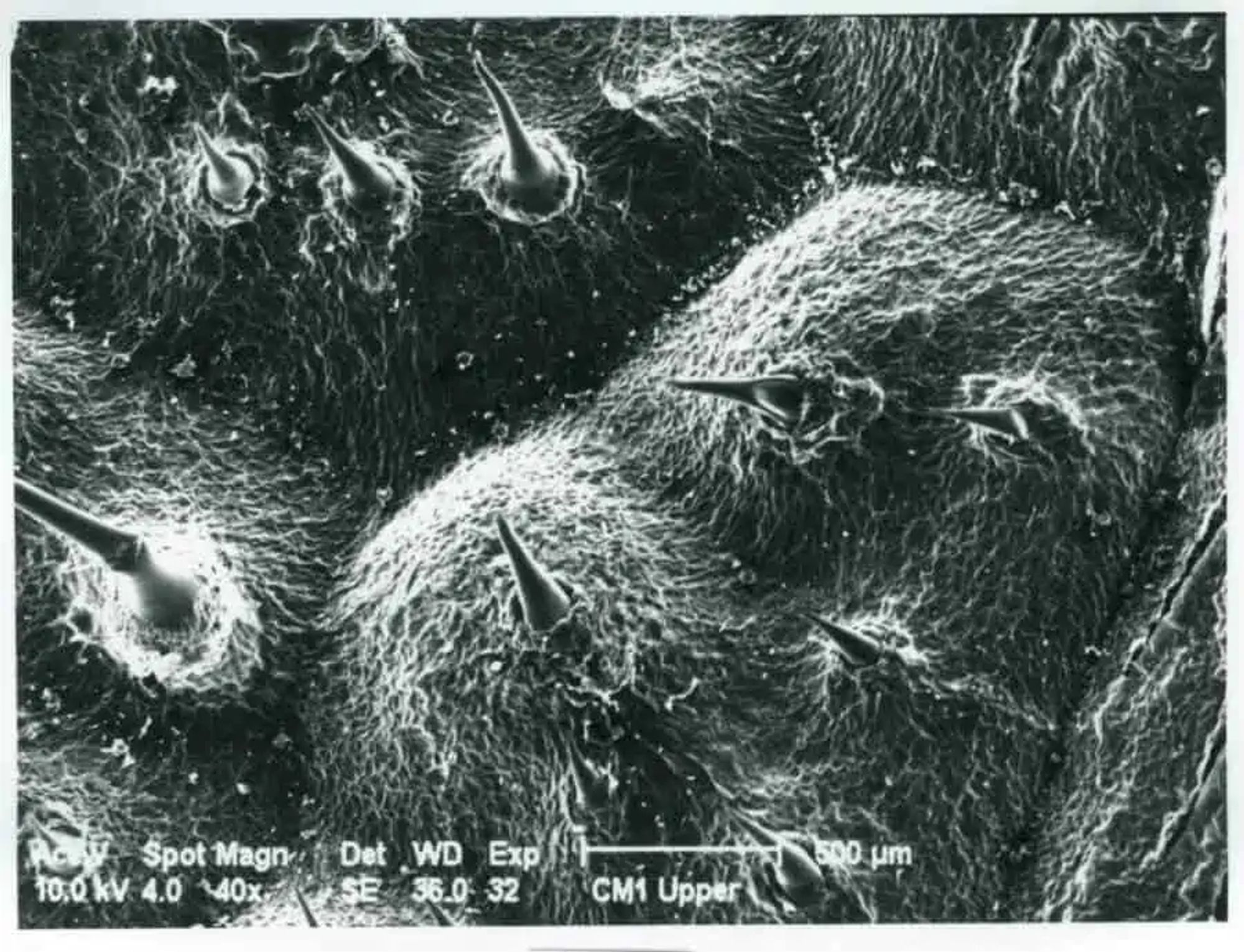 Also via ZMEScience.com: "Electron micrograph of the stining hairs. Credit: Marina Hurley."