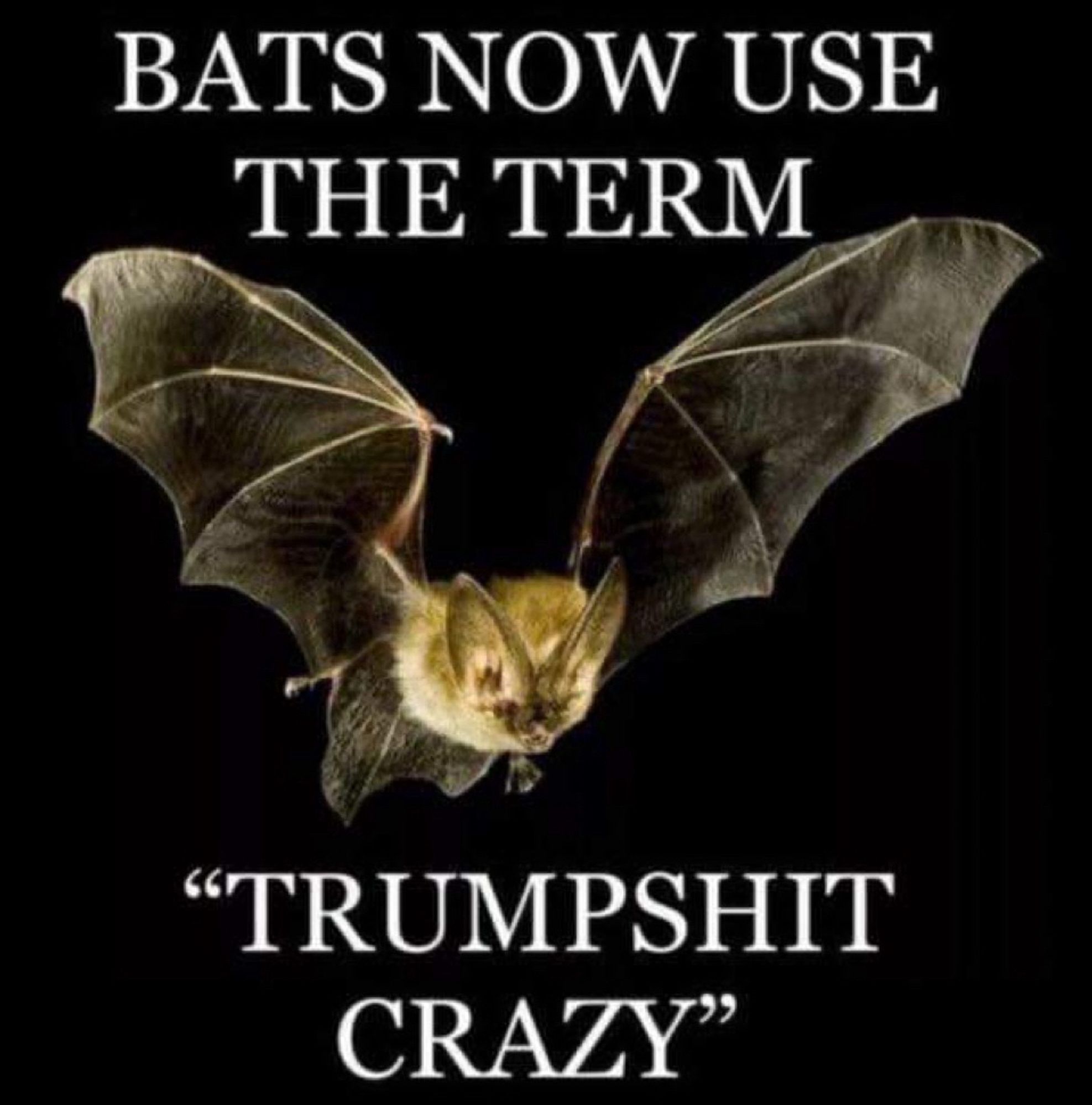 Flying bat. Text: BATS NOW USE THE TERM "TRUMPSHIT CRAZY"