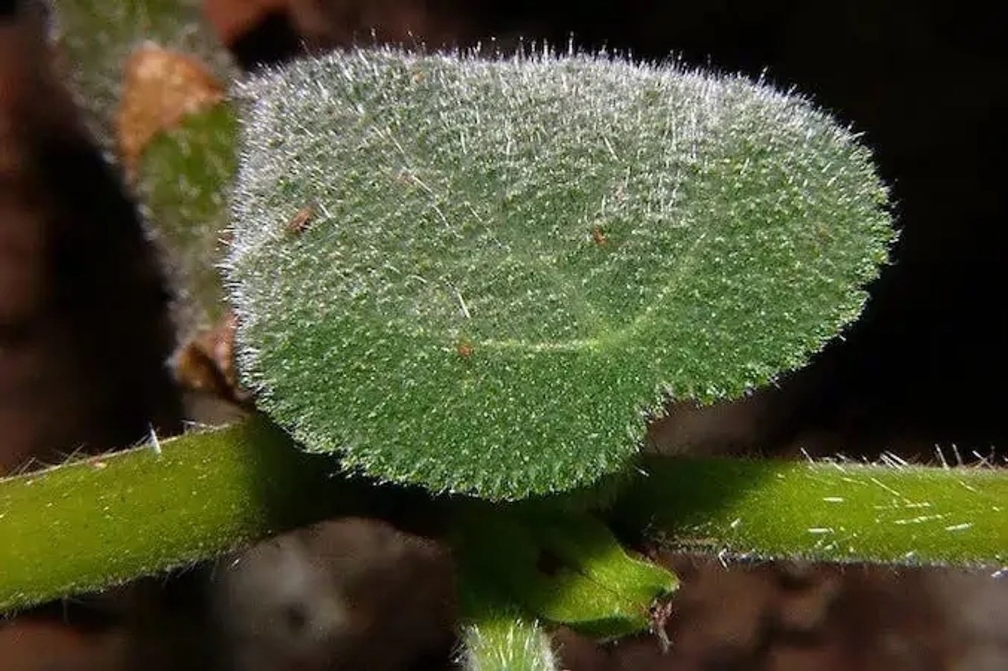 Via ZMEScience.com (link below) – "The tiny hairs covering the gympie gympie plant release a potent neurotoxin. Credit: hiep phamcong / Flickr / CC BY 2.0"

https://www.zmescience.com/feature-post/natural-sciences/biology-reference/plants-fungi/what-is-gympie-gympie/