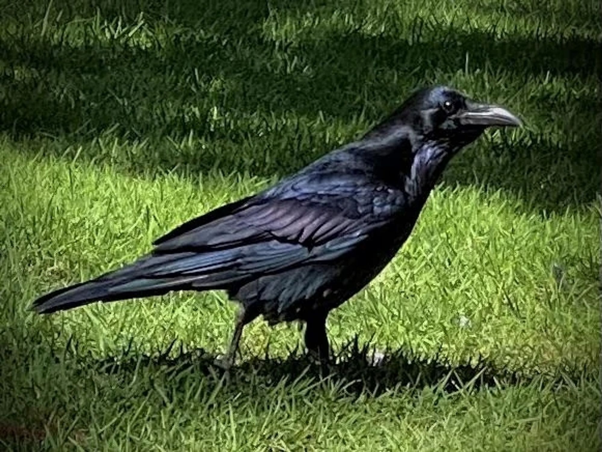 Shiny iridescent crow.