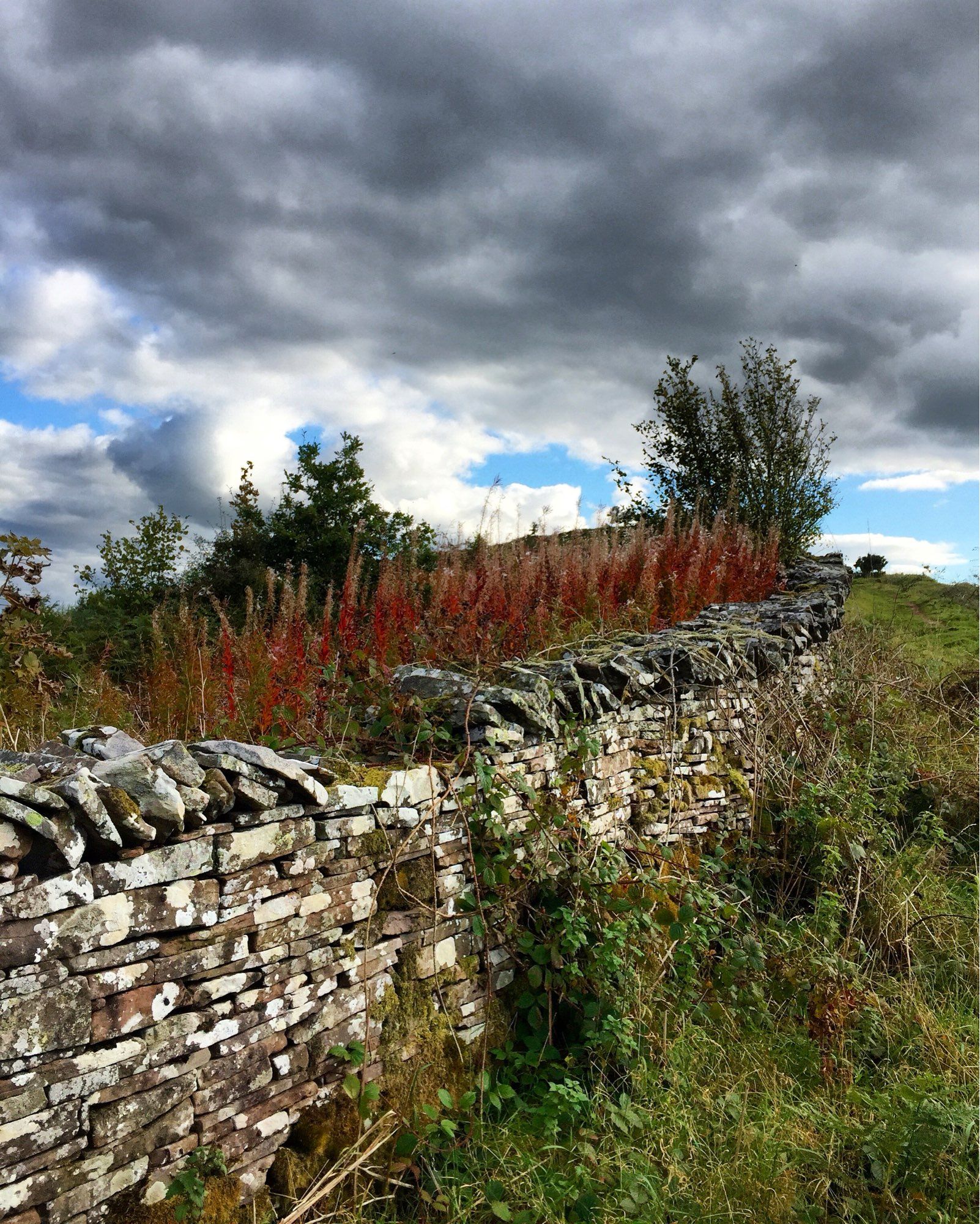 Photo of a stone wall with tall deep red flowers (don’t know what kind). Brambles in front of the wall and some dramatic grey clouds above.