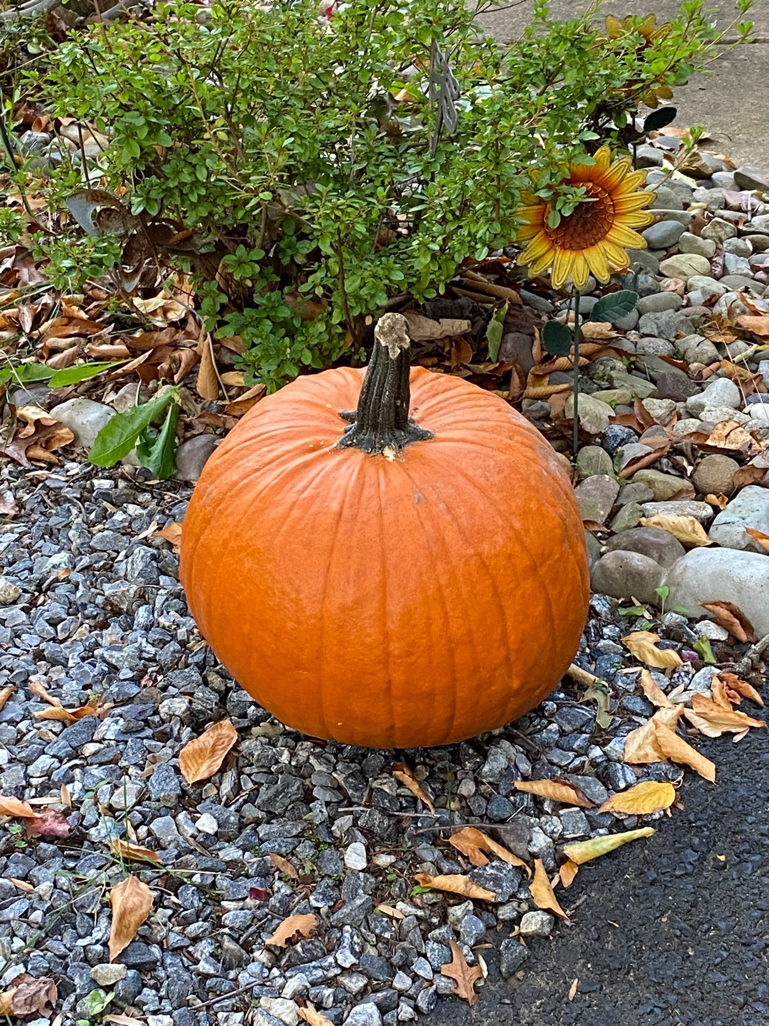 My pretty pumpkin. His name is Harrison Gourd