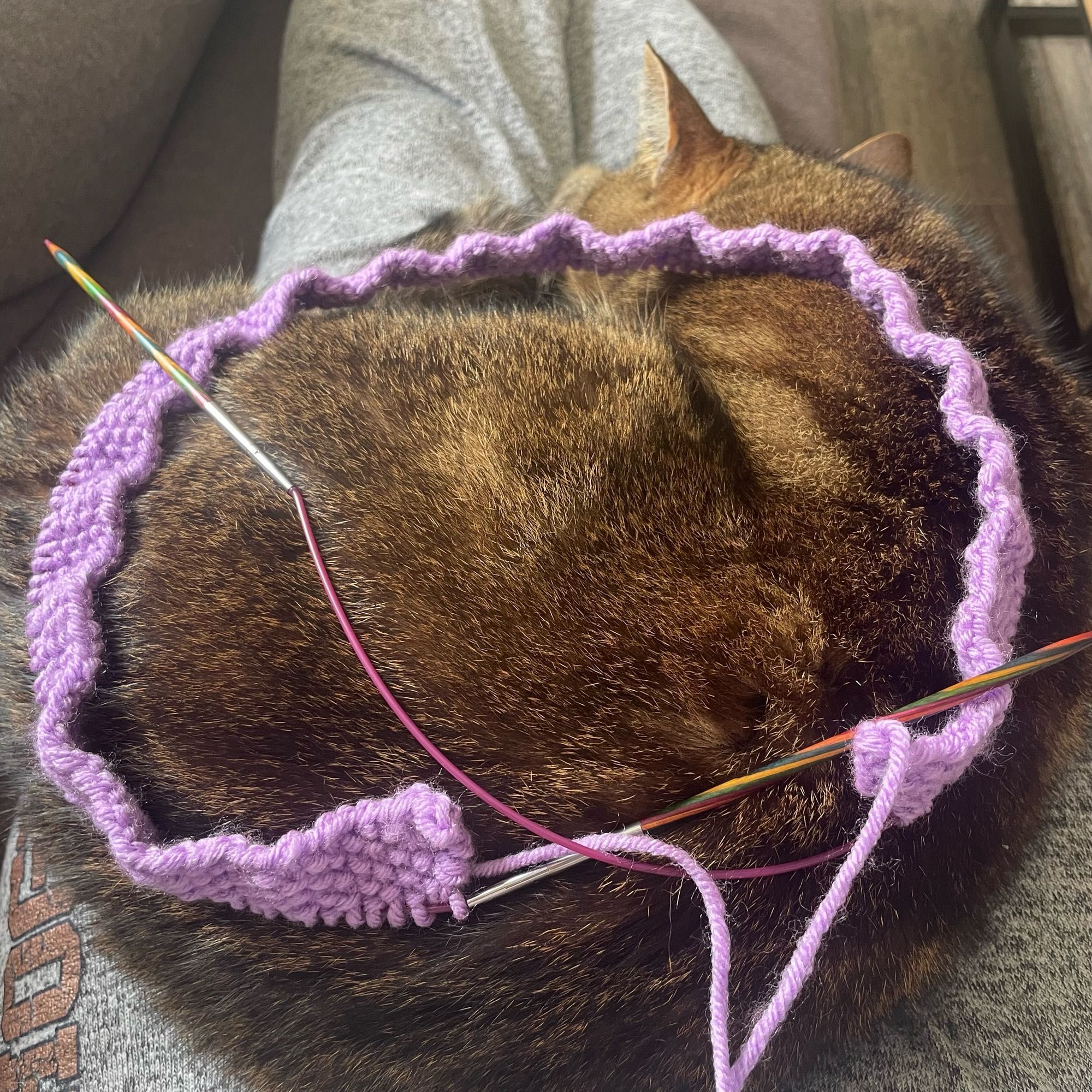 Tricot violet en point de riz posé sur un chat endormi en boule