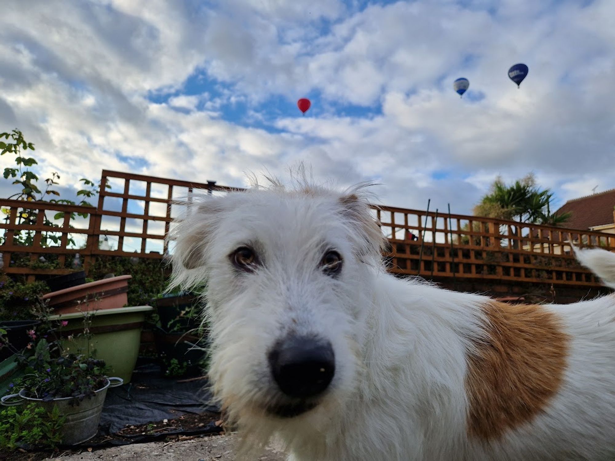 Close-up of a white dog with a brown patch on its back, in front of a wooden lattice fence and garden. In the background, three hot air balloons are visible in a partly cloudy sky.