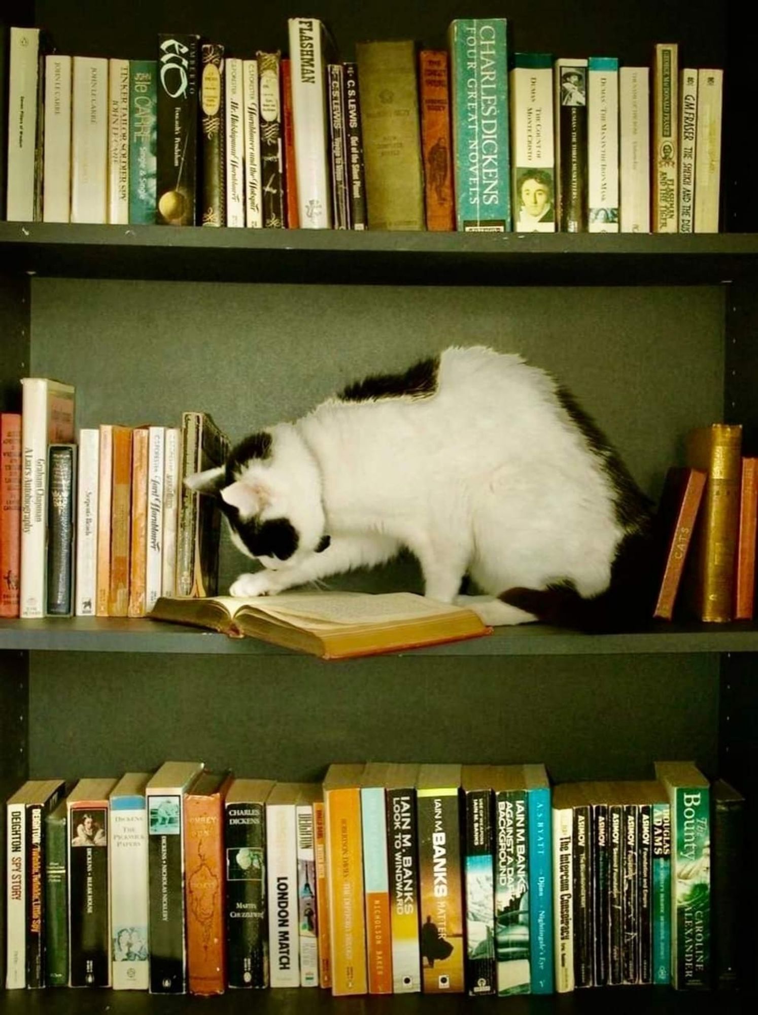 Eine schwarzweiße Katze sitzt in einem Bücherregal und schaut in ein offenes Buch.