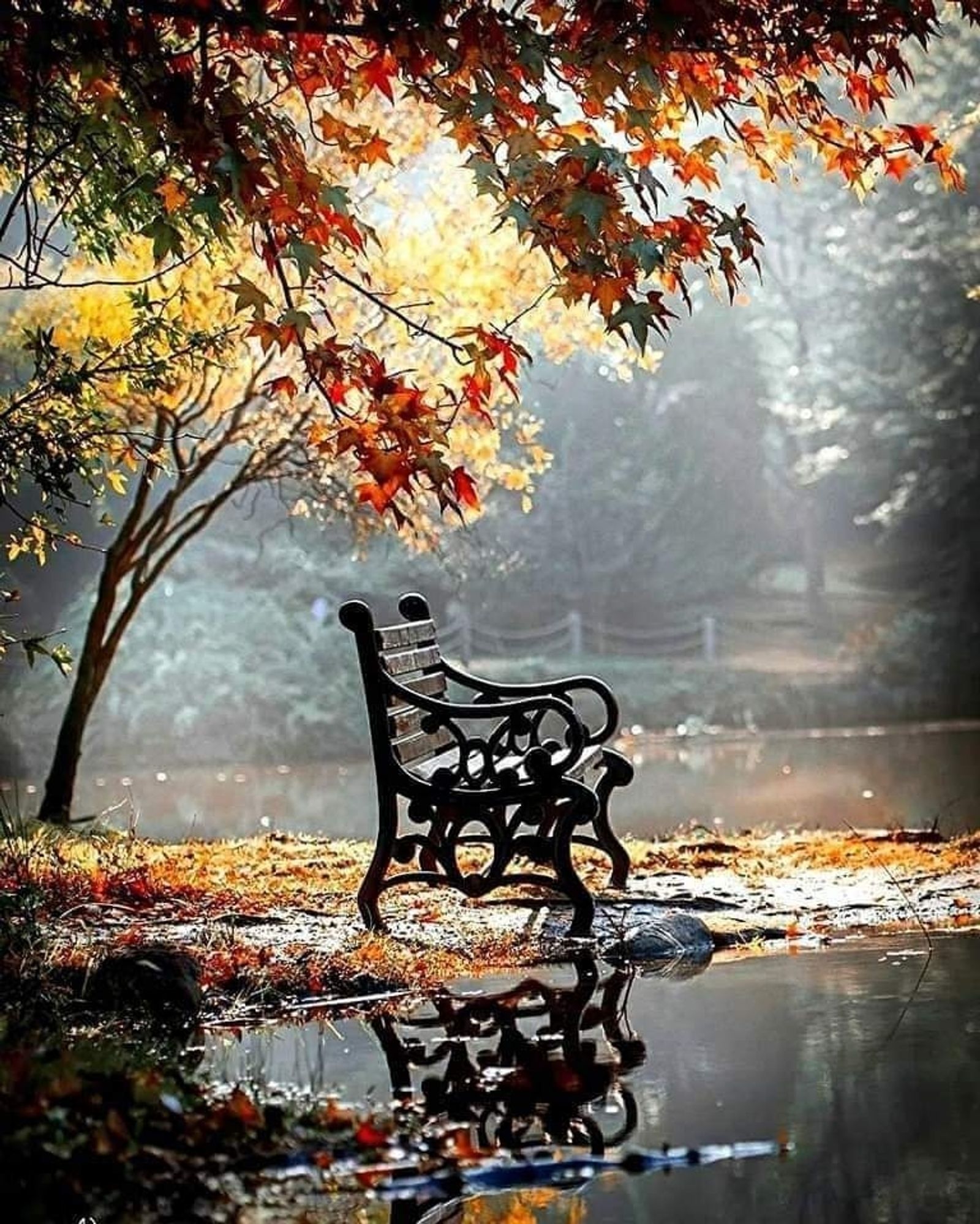 Herbstlich leuchtende Bäume, unter ihnen steht eine Bank am Wasser und im Hintergrund ist vernebelt ein Weg zu sehn.