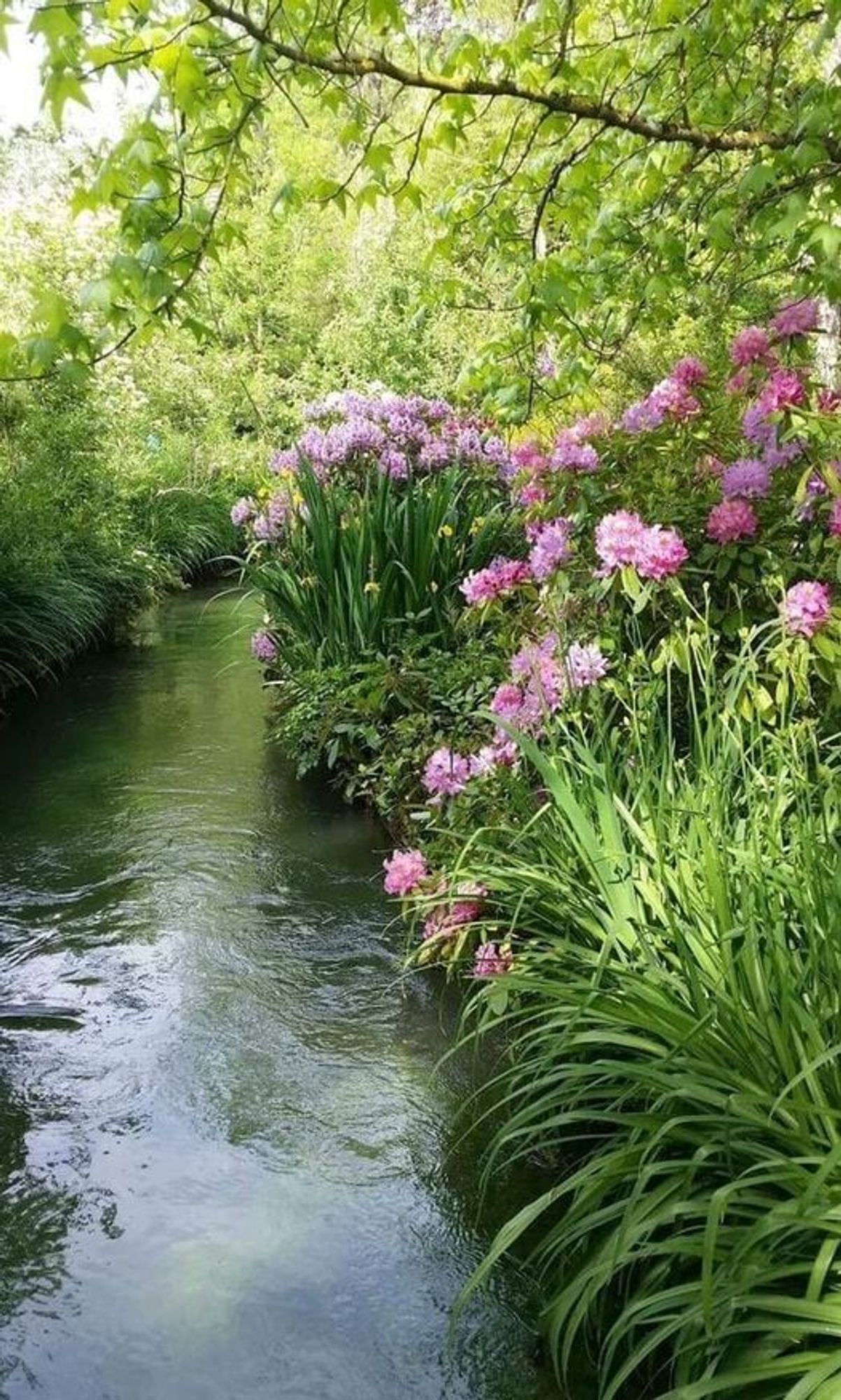 Ein Bach fließt durch eine Wiese, auf beiden Seiten hohes Gras und ein Zweig mit Blätter drängt sich von rechts oben in das Bild.