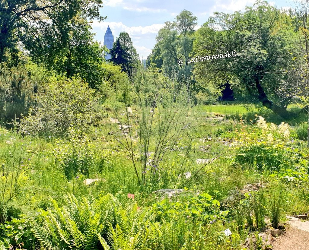 In einem öffentlichen Garten, viel Grün und dazwischen ganz hinten ist der Messeturm zu sehn.