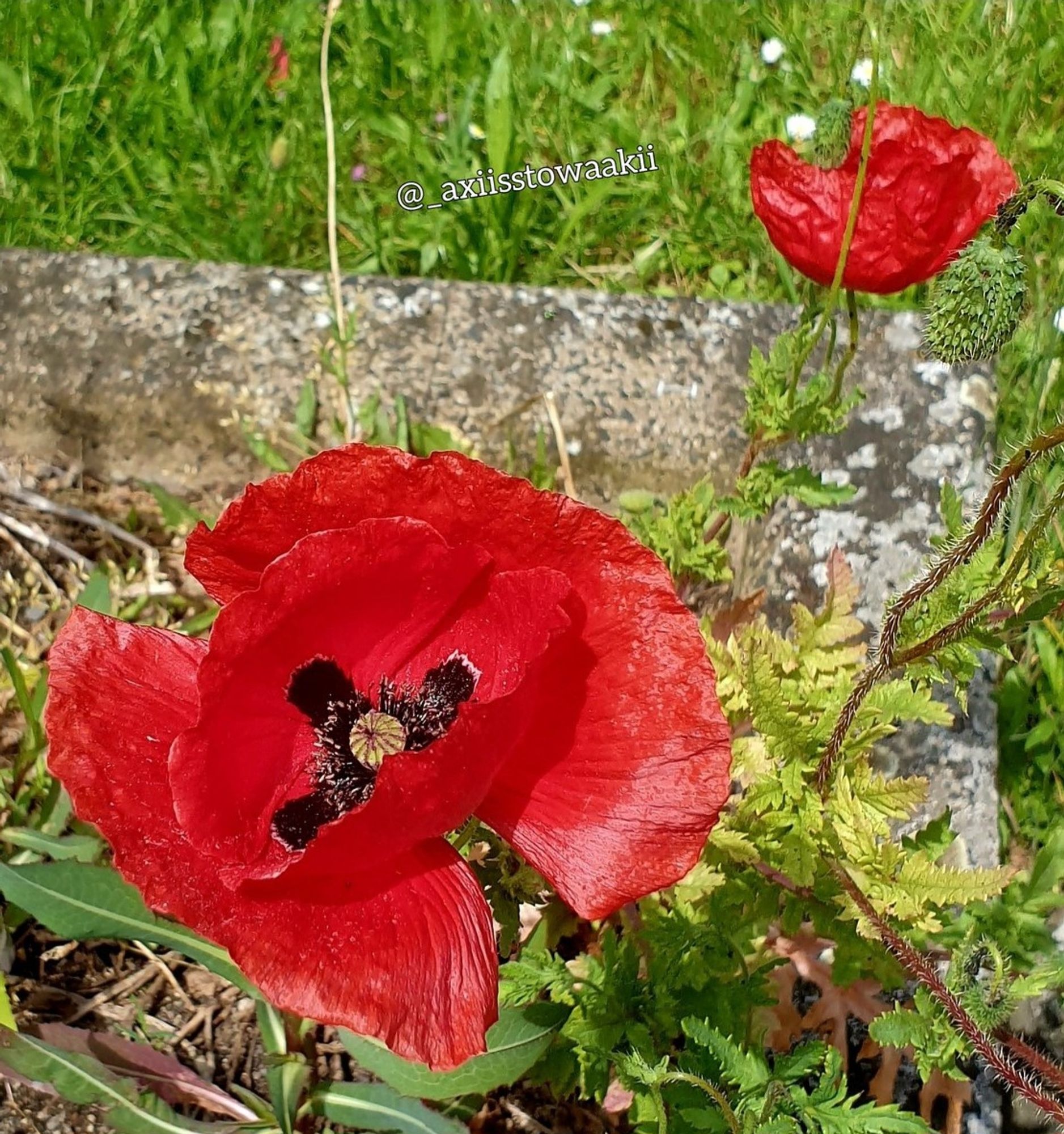 Mohn Blumen