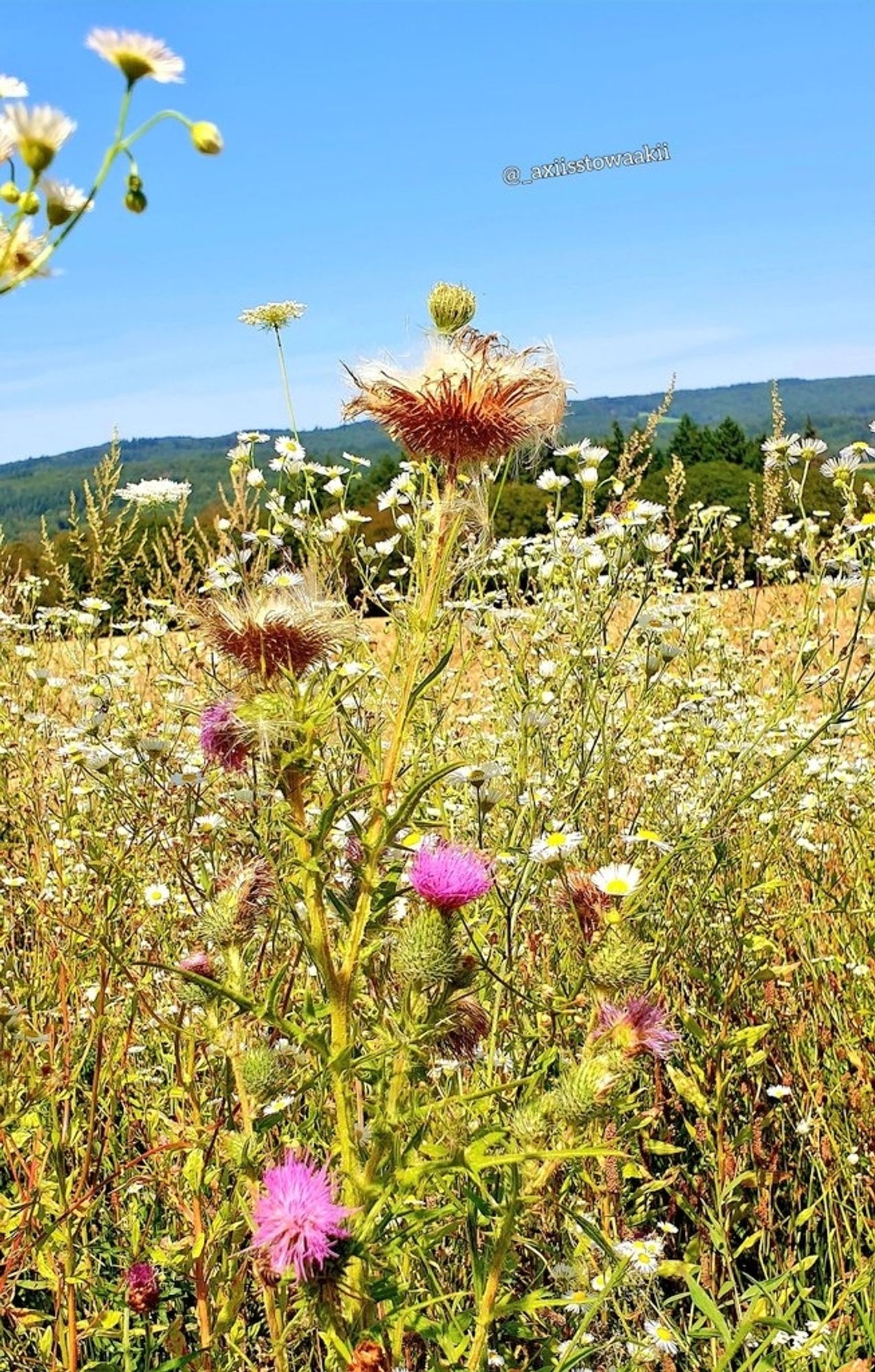 Eine wilde Blumenwiese bei blauem Himmel.