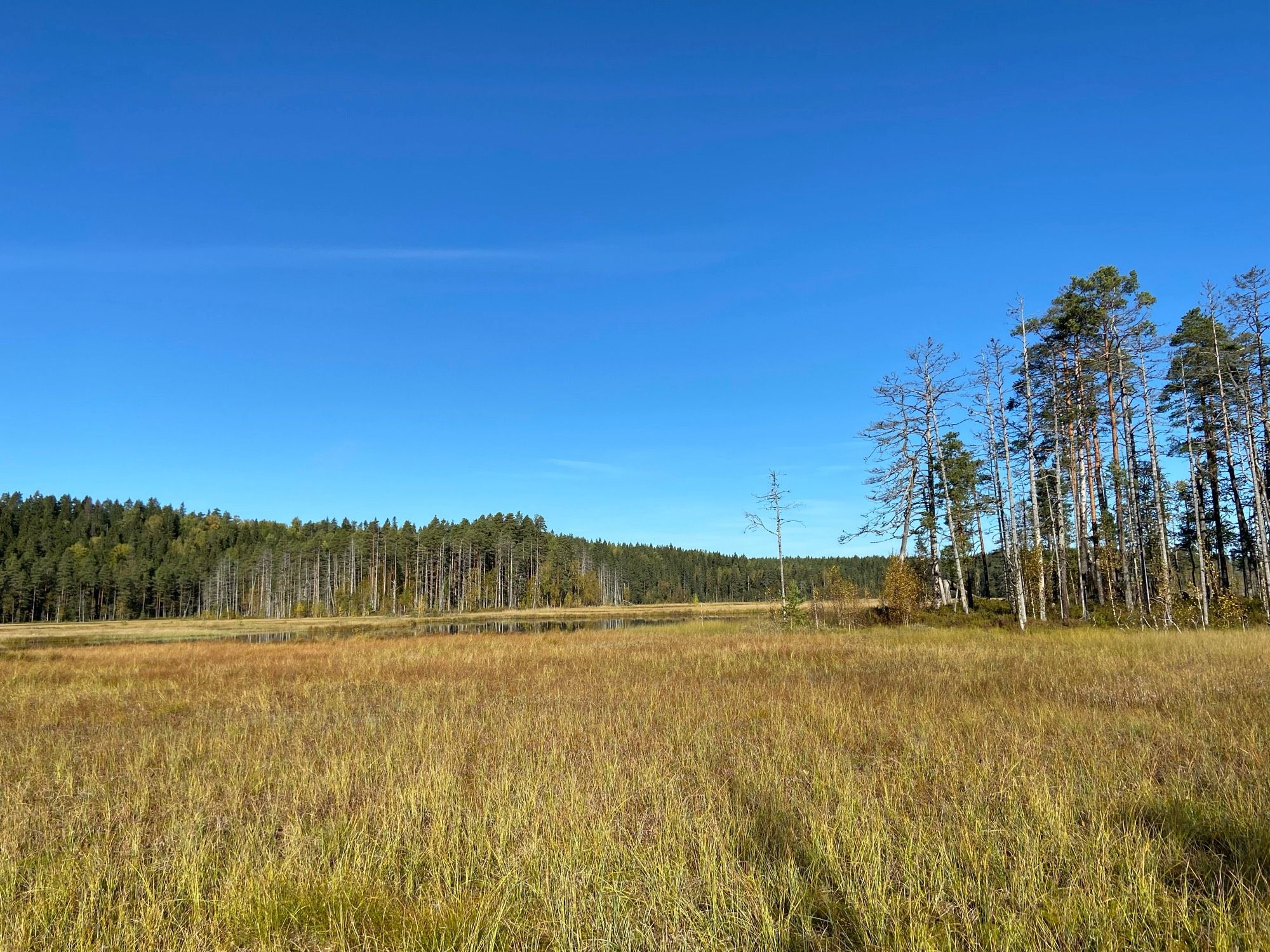 Suonäkymä. Kellertävää saraa, sinistäkin sinisempi taivas, suosaareke osin kuivuneiilla männyillä.