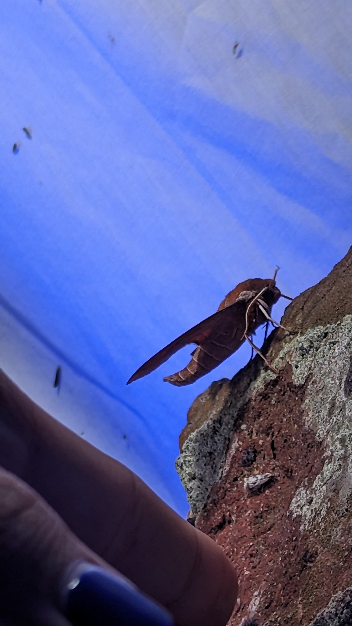 A side view of an azalea sphinx moth. The photo quality is terrible but this angle highlights just how much of a chonk this month is.