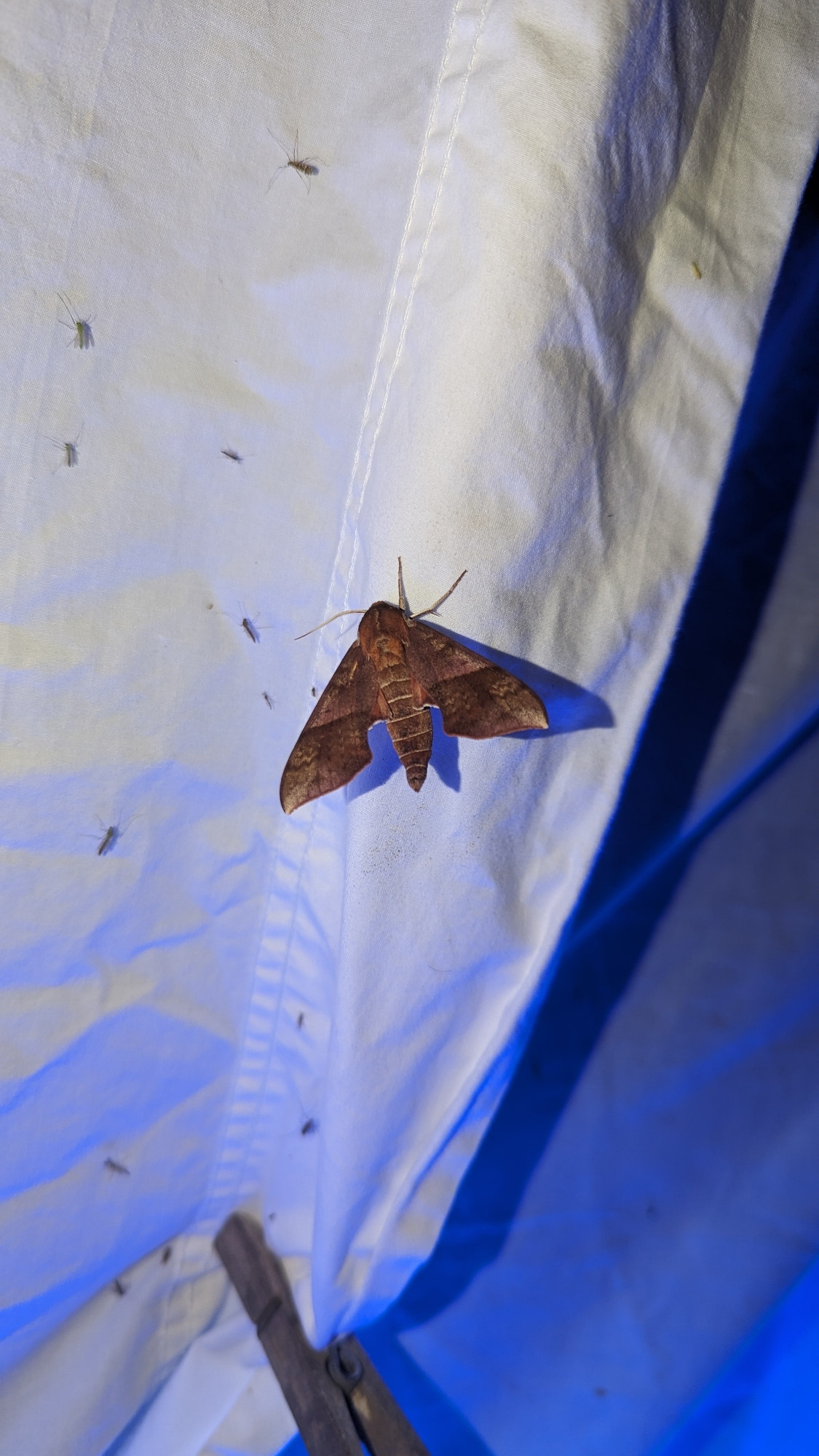 An azalea sphinx moth perched on a white sheet illuminated by a black light. It has a chonky body and notched wings 