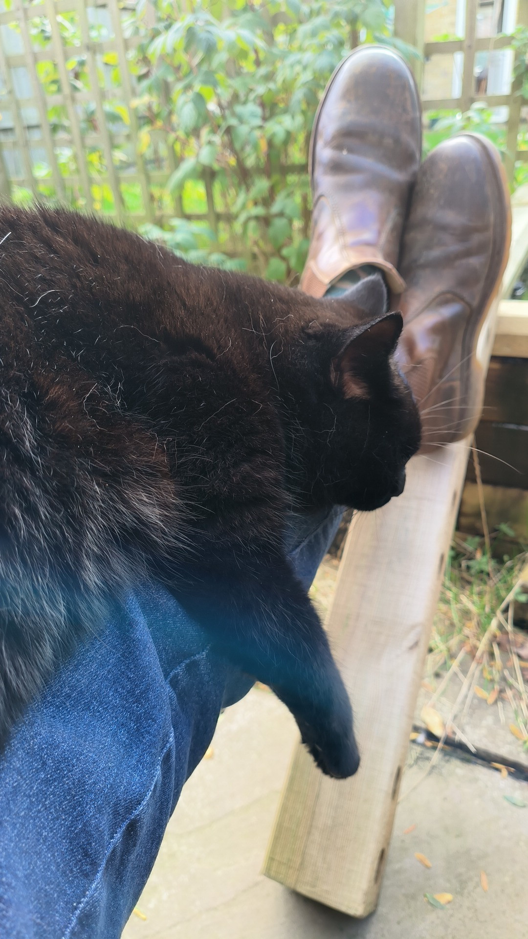 Black cat asleep on my lap in the garden.