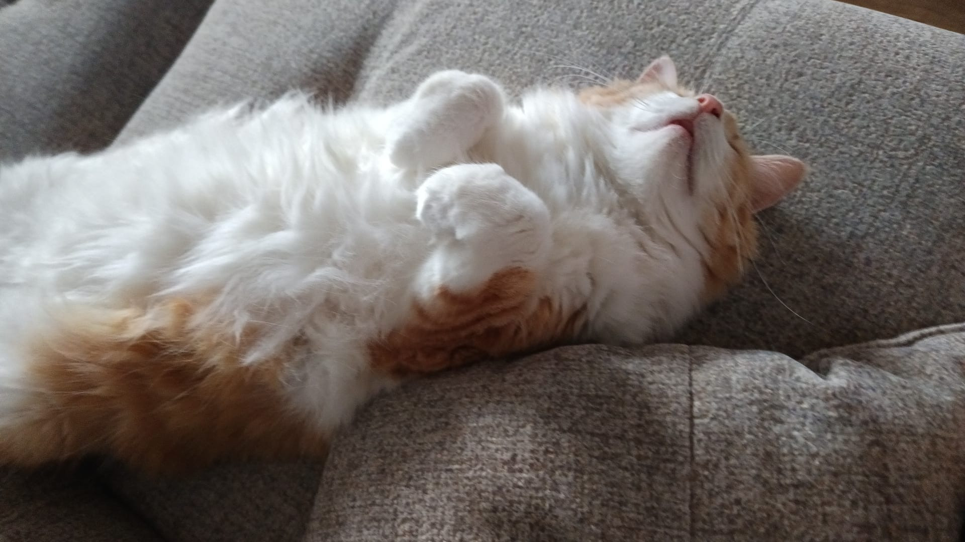 Una gata durmiendo boca arriba con las patitas delanteras encogidas. Es de pelo largo y se le ve toda la pancita