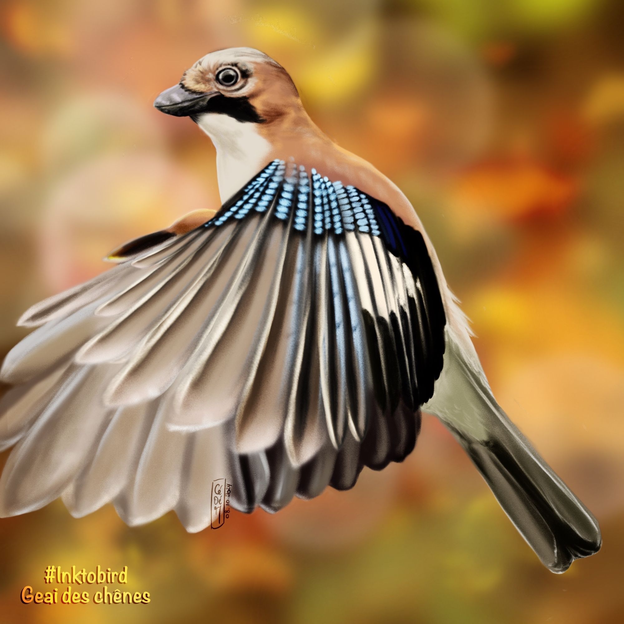 Un geai des chênes survole un fond automnal, ses ailes s’écartent pour révéler les entrelacs de bleu et de noir sur ses plumes primaires.