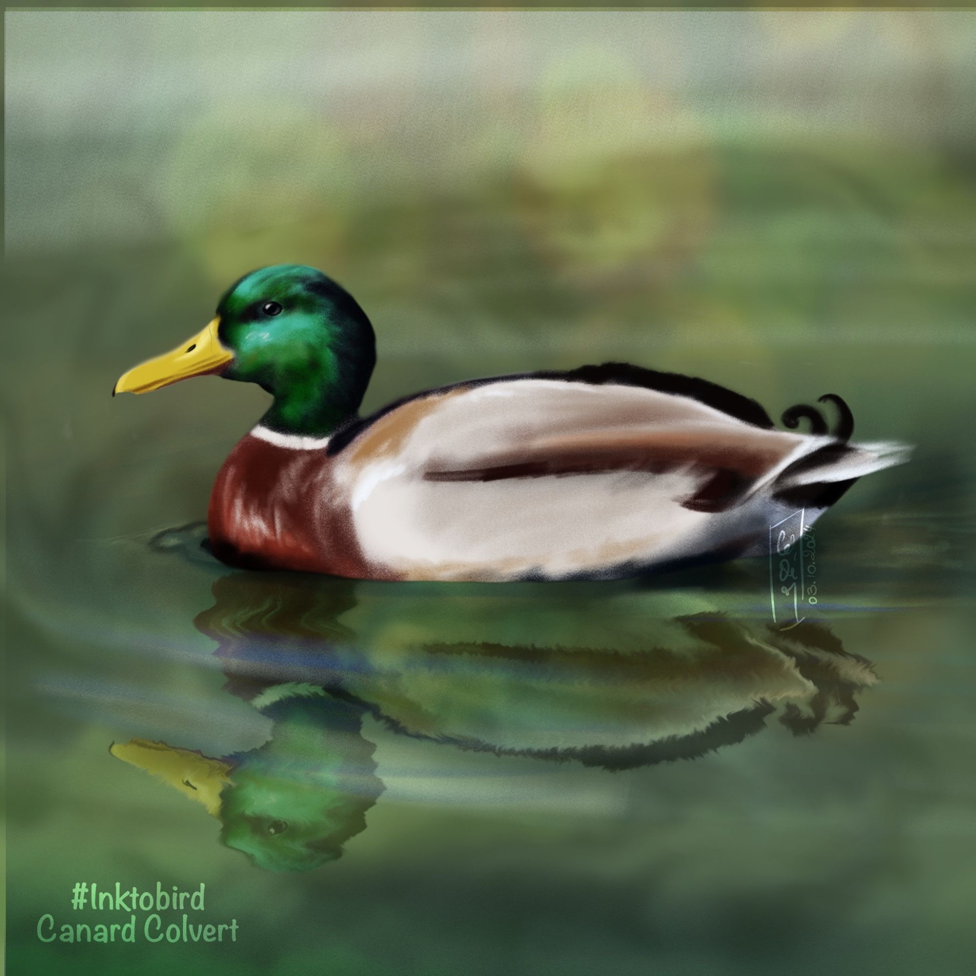 Dessin d’un canard colvert (tête verte irisée, bec jaune, col blanc, poitrine brune, camaïeu de beige/brun sur les ailes et le ventre, plumes bouclées sur la queue) en train de nager sur une eau aux teintes vertes, on voit son reflet légèrement brouillé.