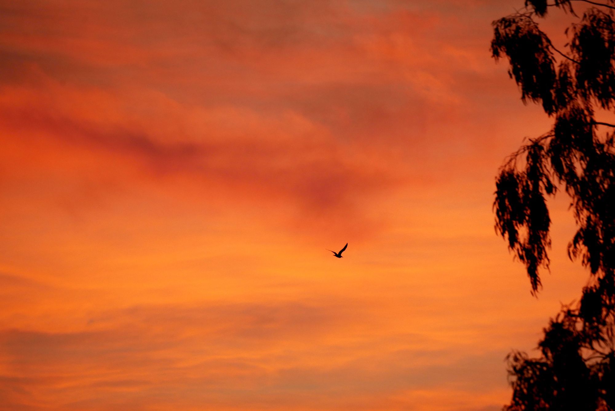 Photo de nuages entièrement colorés par le lever du soleil (hors champ), dans un très beau dégradé allant du rose saumon au jaune doré. Sur la droite, quelques branches d’un eucalyptus. Presque au centre, on aperçoit un goéland en vol, qui dessine une silhouette en V.