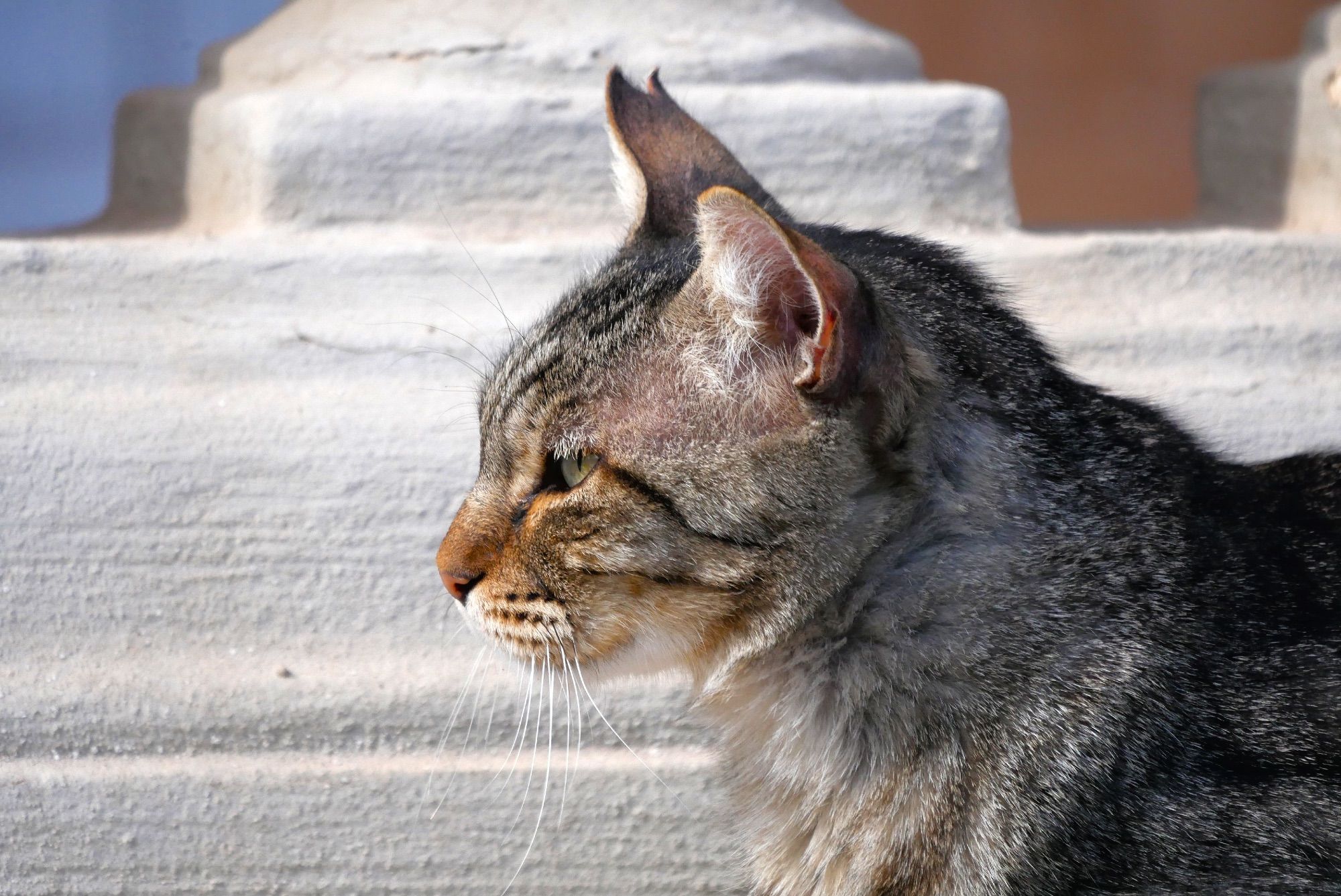 Photo en gros plan d’un chat tigré gris-beige, de profil. On voit que l’une de ses oreilles est coupée sur la pointe.