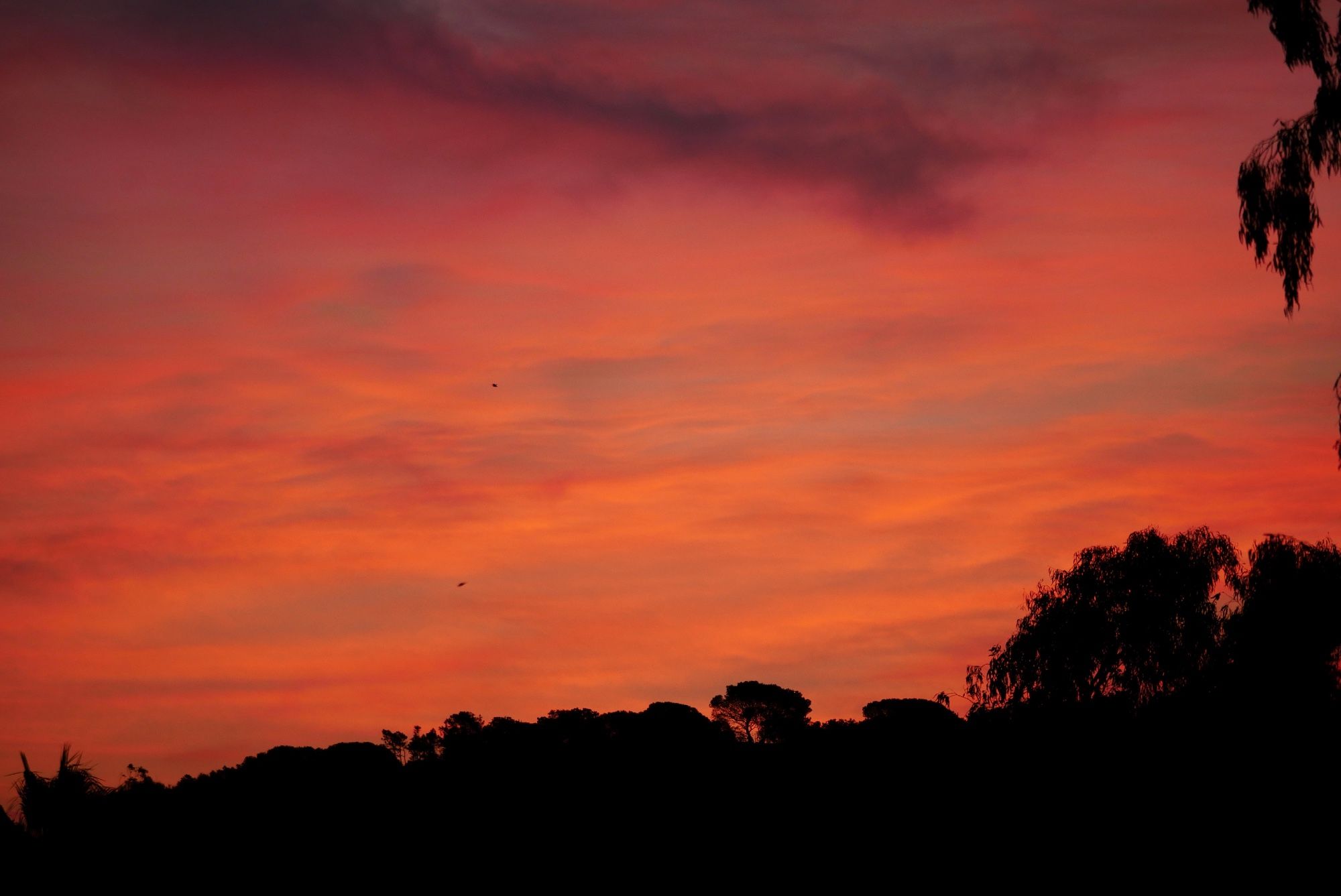 Photo de nuages légers, entièrement colorés de rose foncé et de rose orangé par le lever du soleil (hors champ). On aperçoit le haut d’une colline à contre jour en bas de l’image, la silhouette de quelques pins se dessine en ombres chinoises.